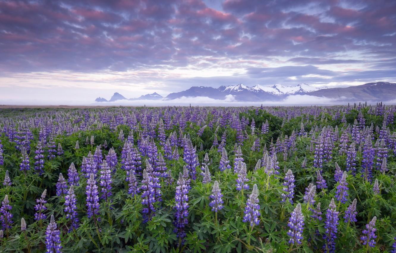 Wallpaper flowers, Iceland, Lupines image for desktop, section