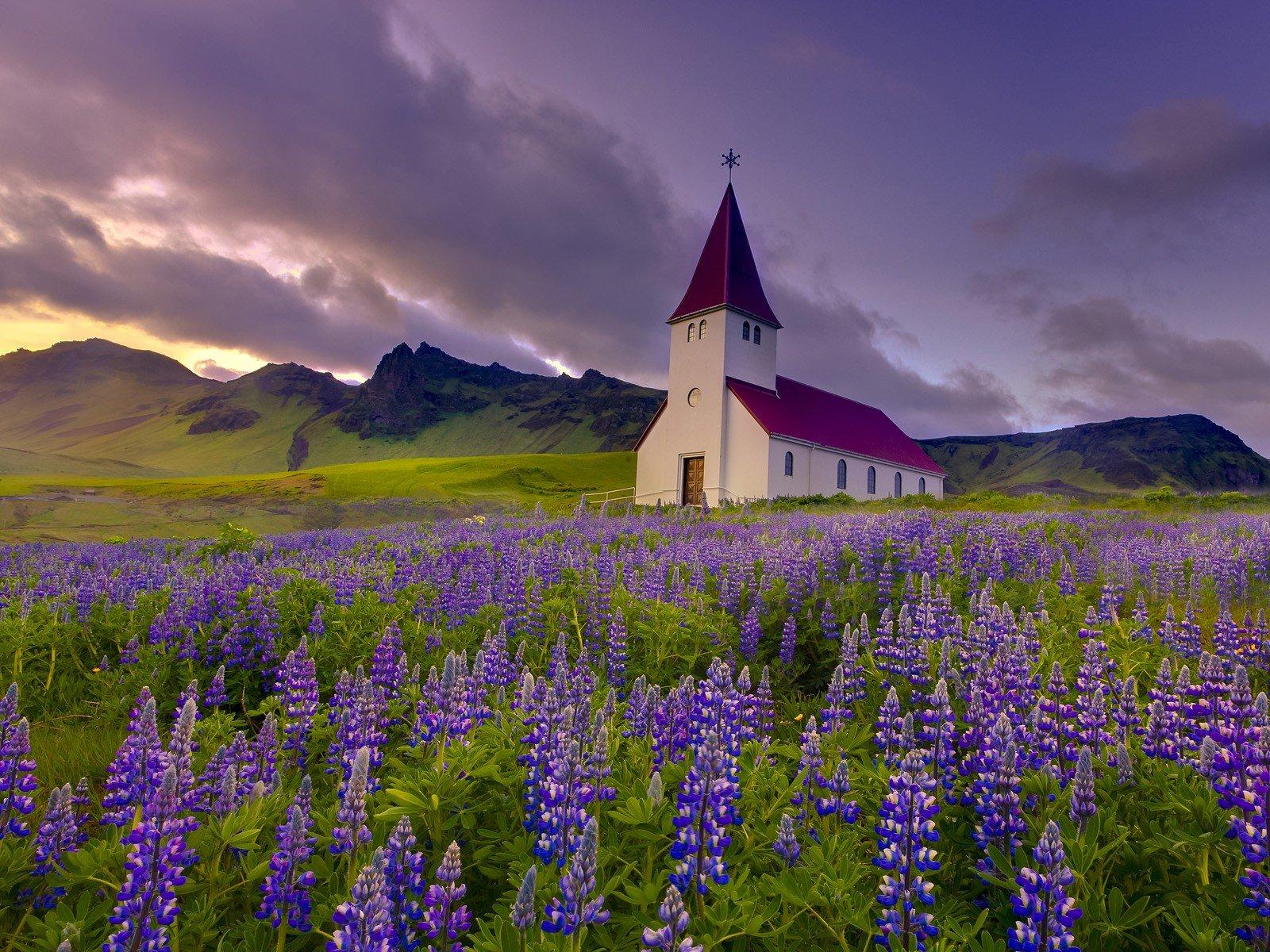 Landscapes nature flowers Iceland chapel purple flowers Lupine