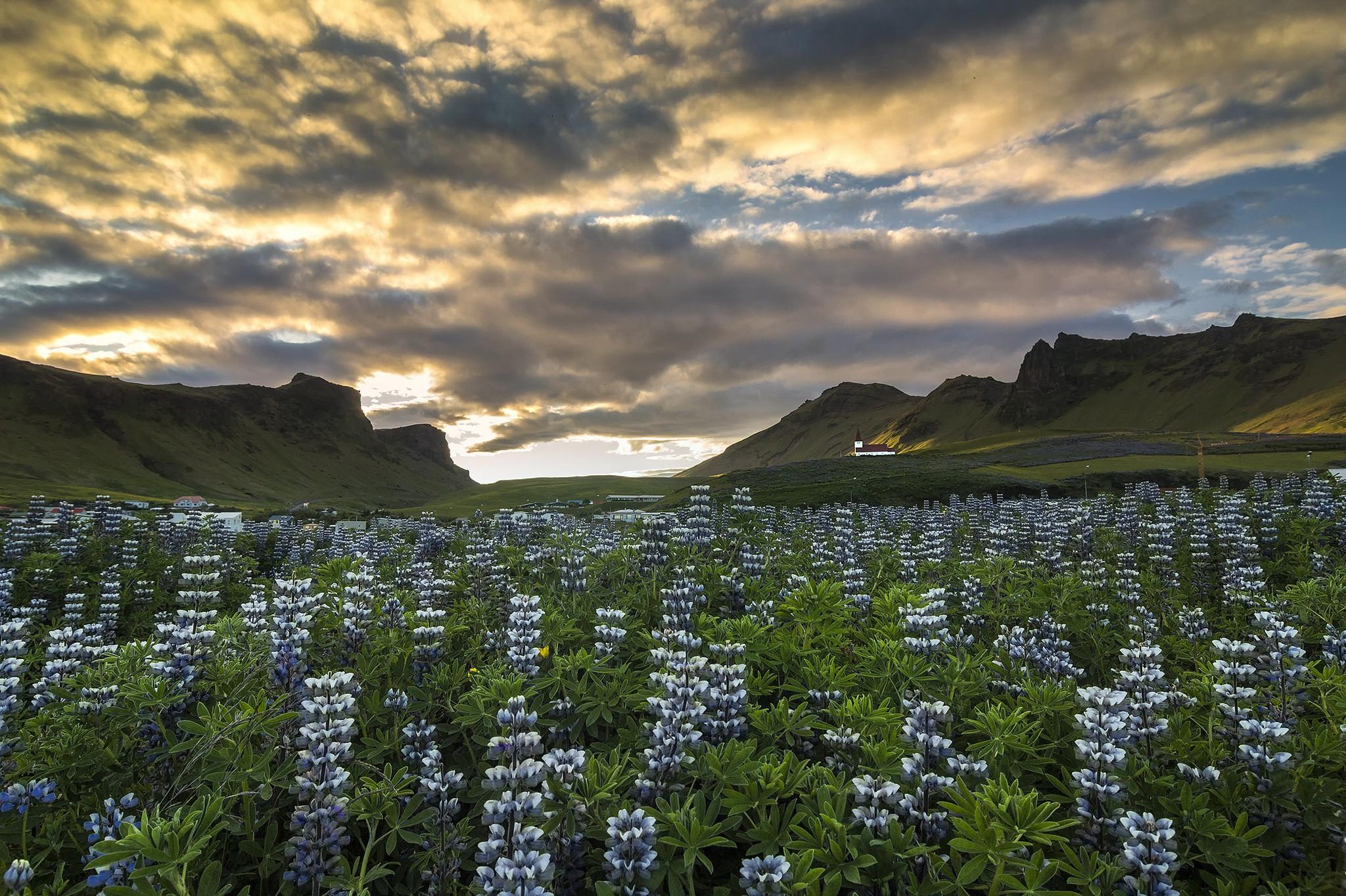 Lovely, iceland, Organic Life, Mobile Wallpaper, Mountains, Flowers