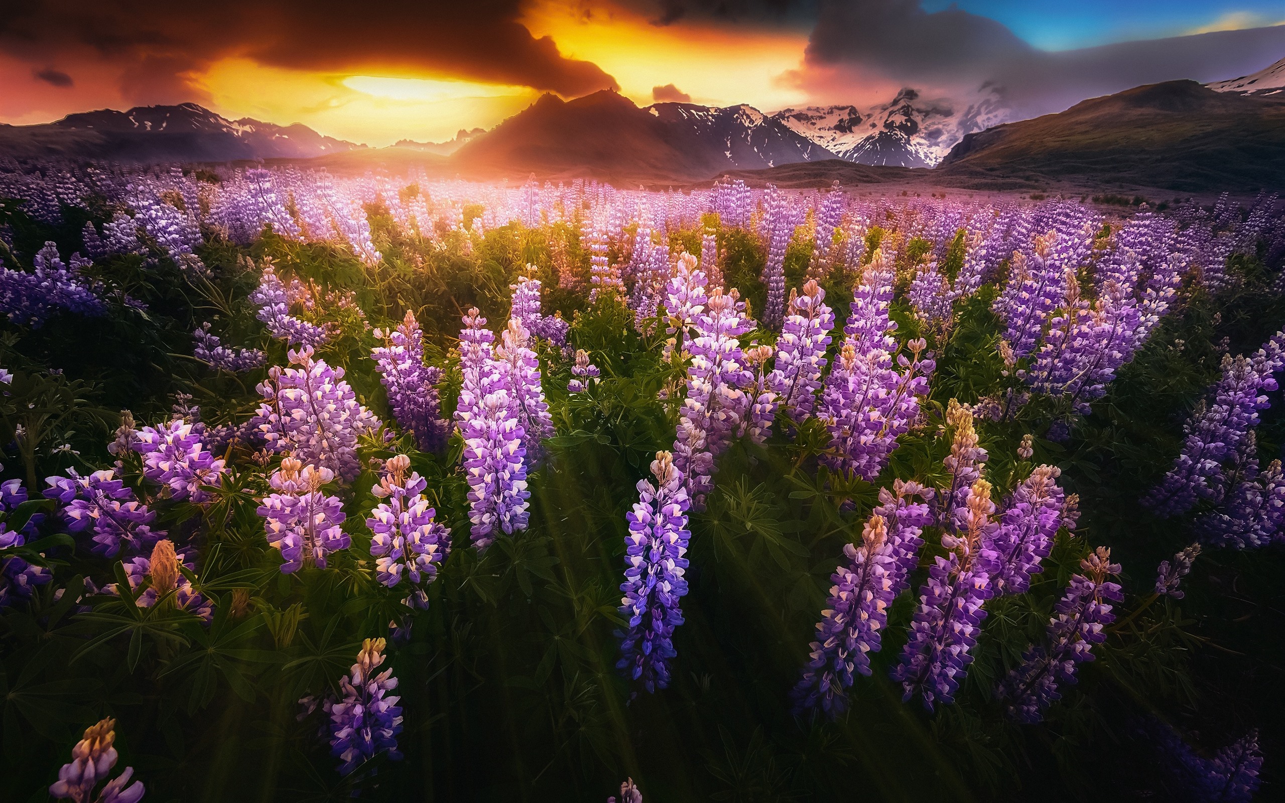 Wallpaper Iceland, pink lupine flowers, sunset, mountains 2560x1600
