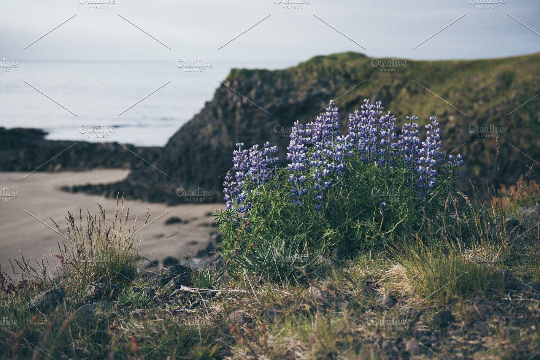 Lupine flowers in Iceland Nature Photo Creative Market