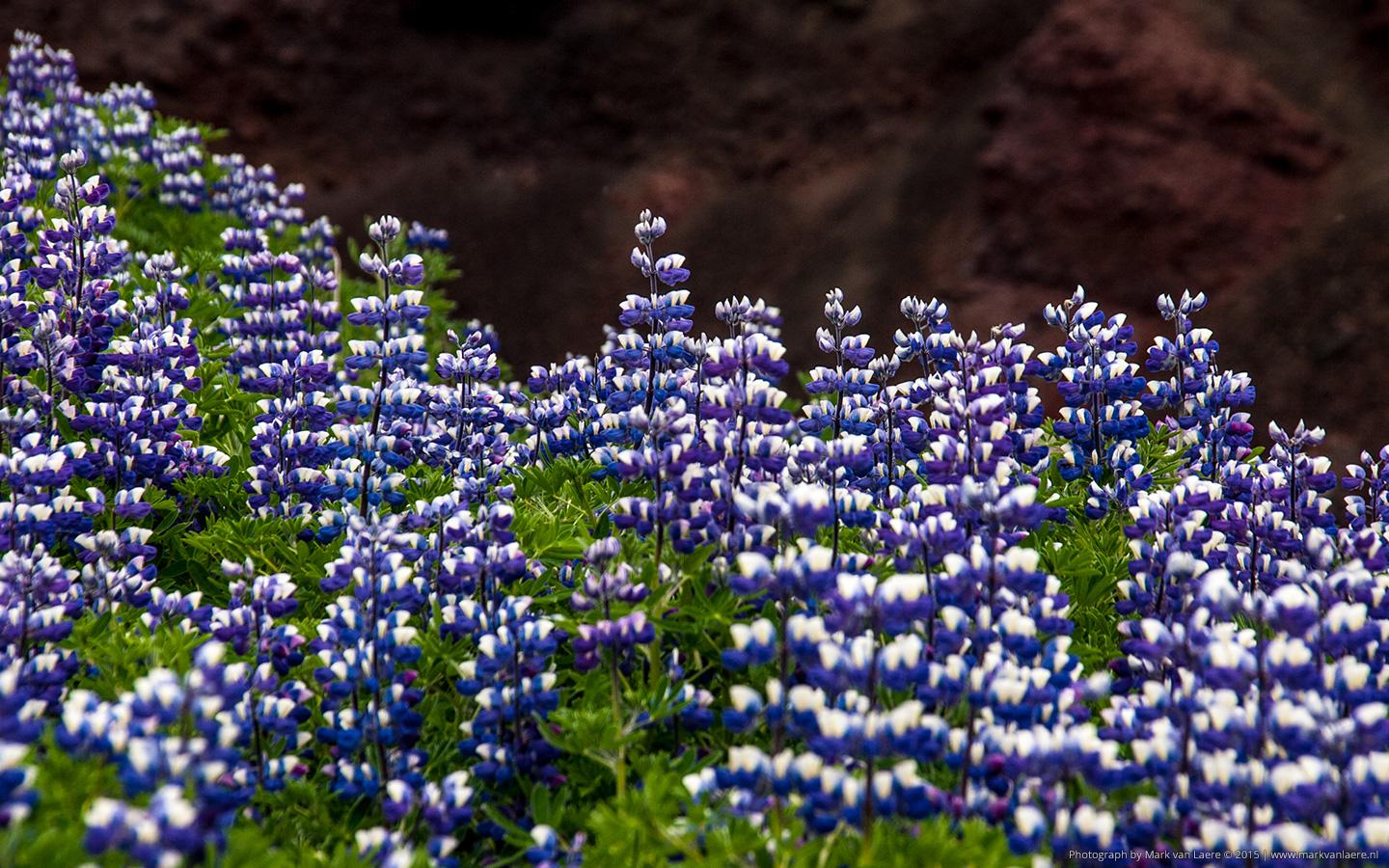 Wallpaper: 'More Lupine' flowers during the summer