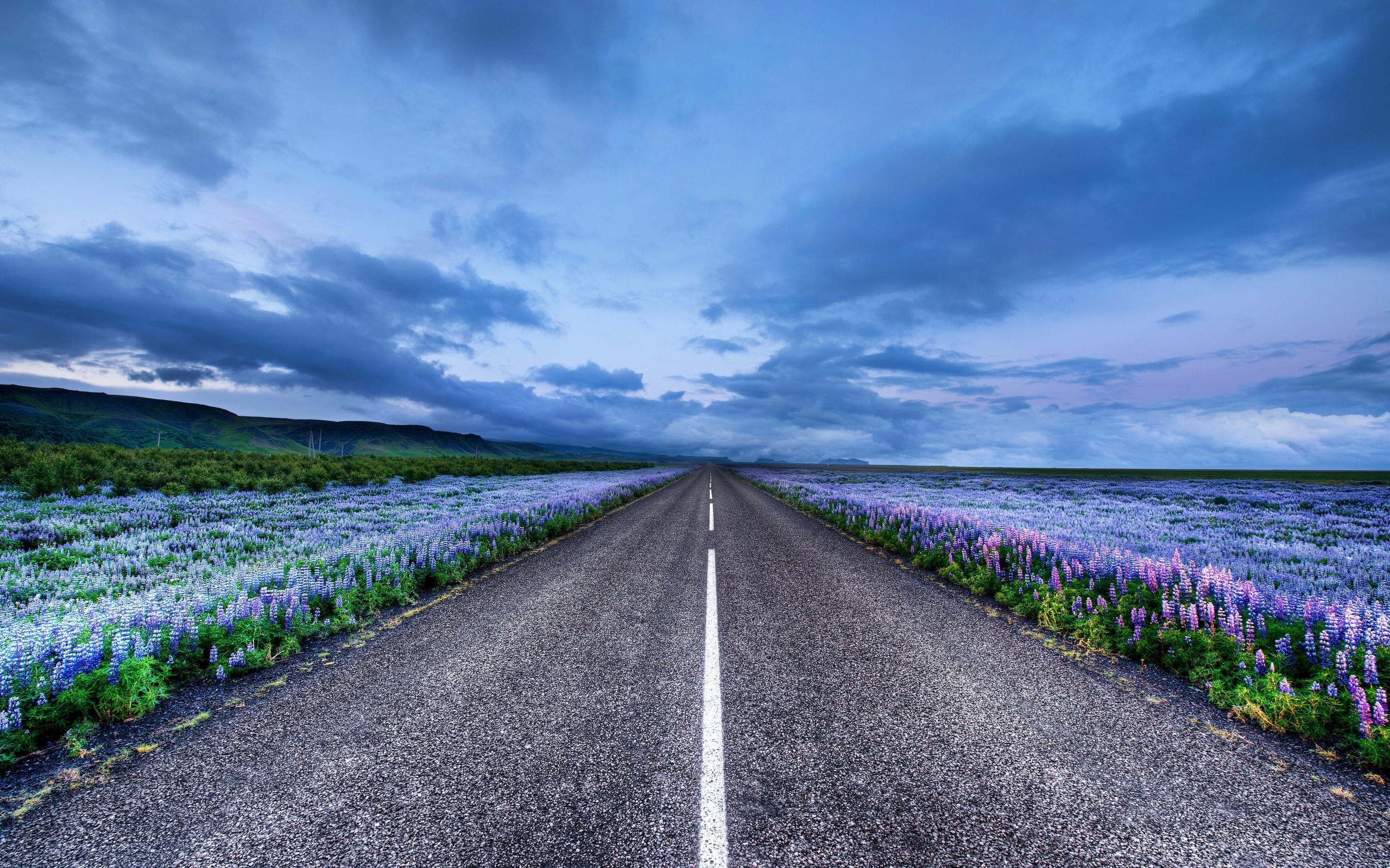 Iceland Road Meadow Flowers Lupine Clouds HD wallpaper
