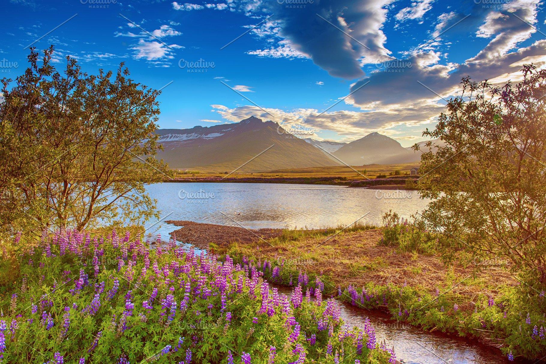 Lupine flowers in Iceland Nature Photo Creative Market