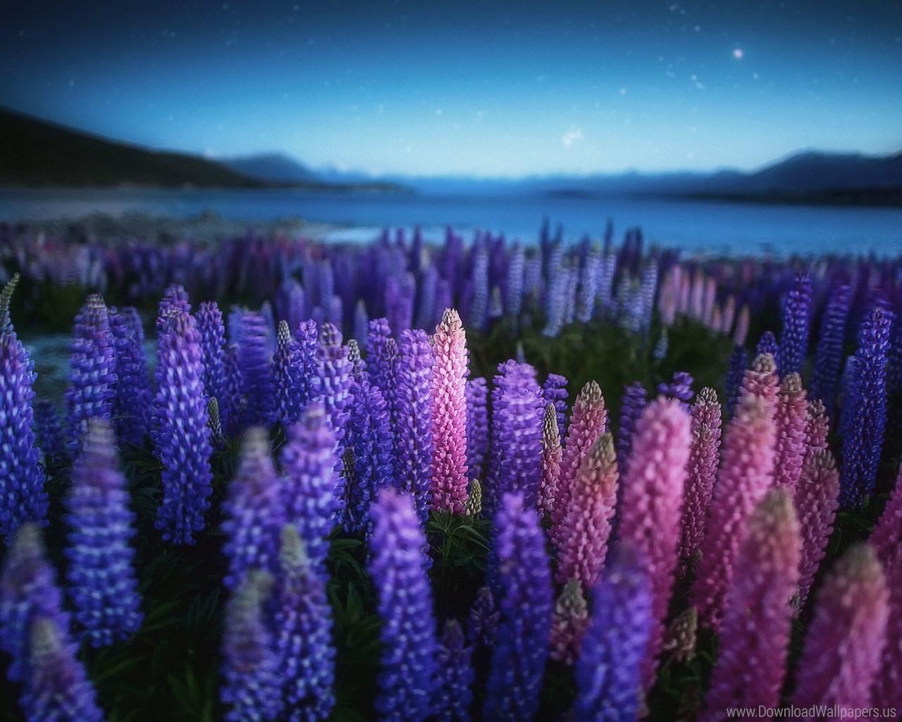 Download Standart 5:4 1280x1024, Field, Flowers, Lake