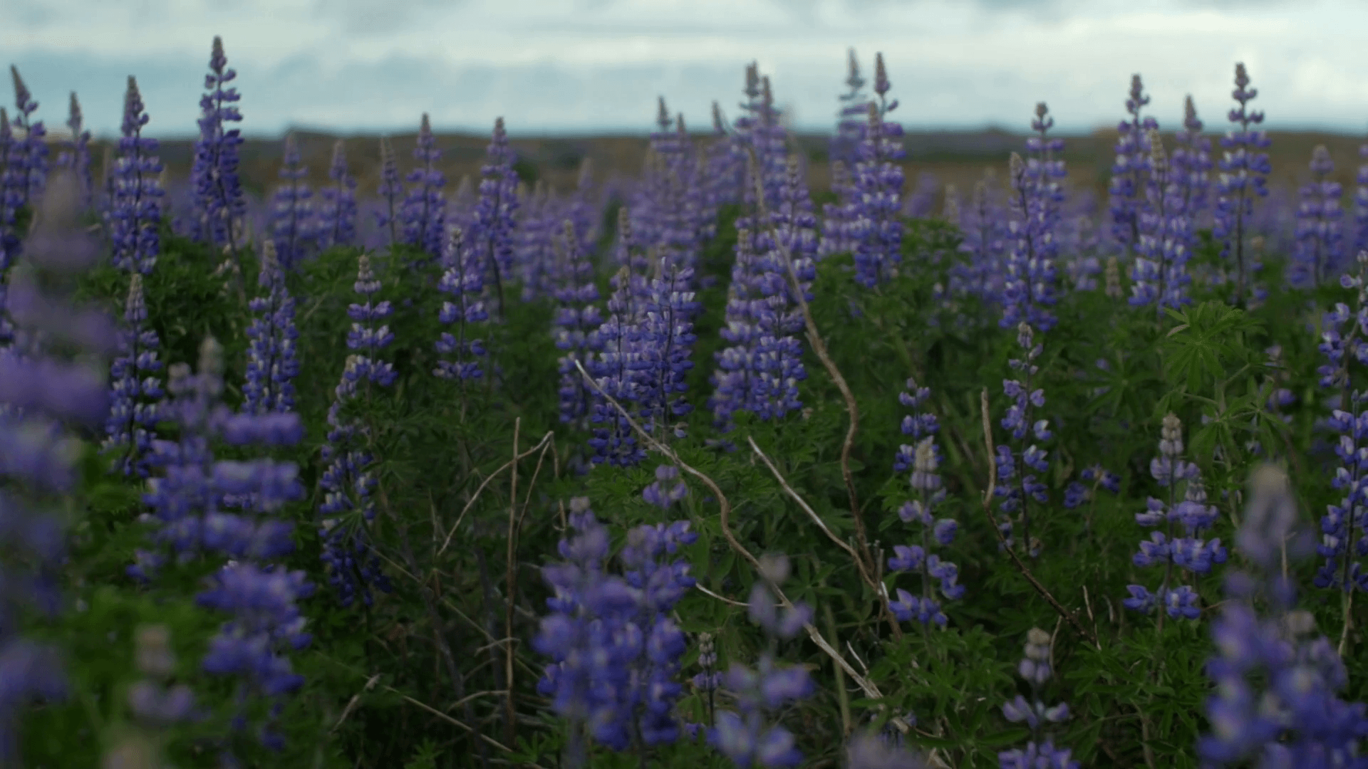 field of alaskan (nootka) lupine (Lupinus nootkatensis) plant