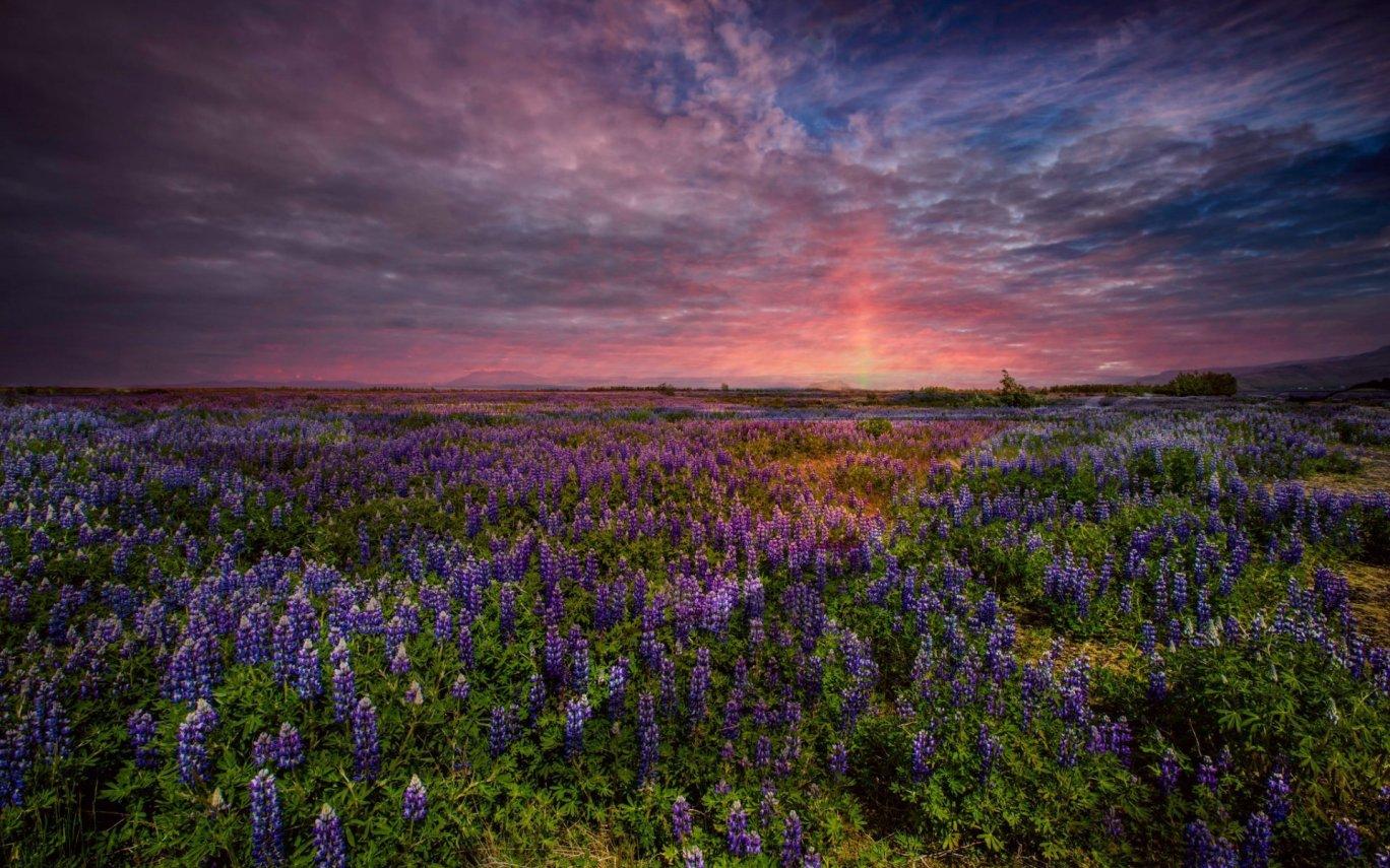 Sunset Lupine Flower Wallpaper. Gardening: Flower and Vegetables