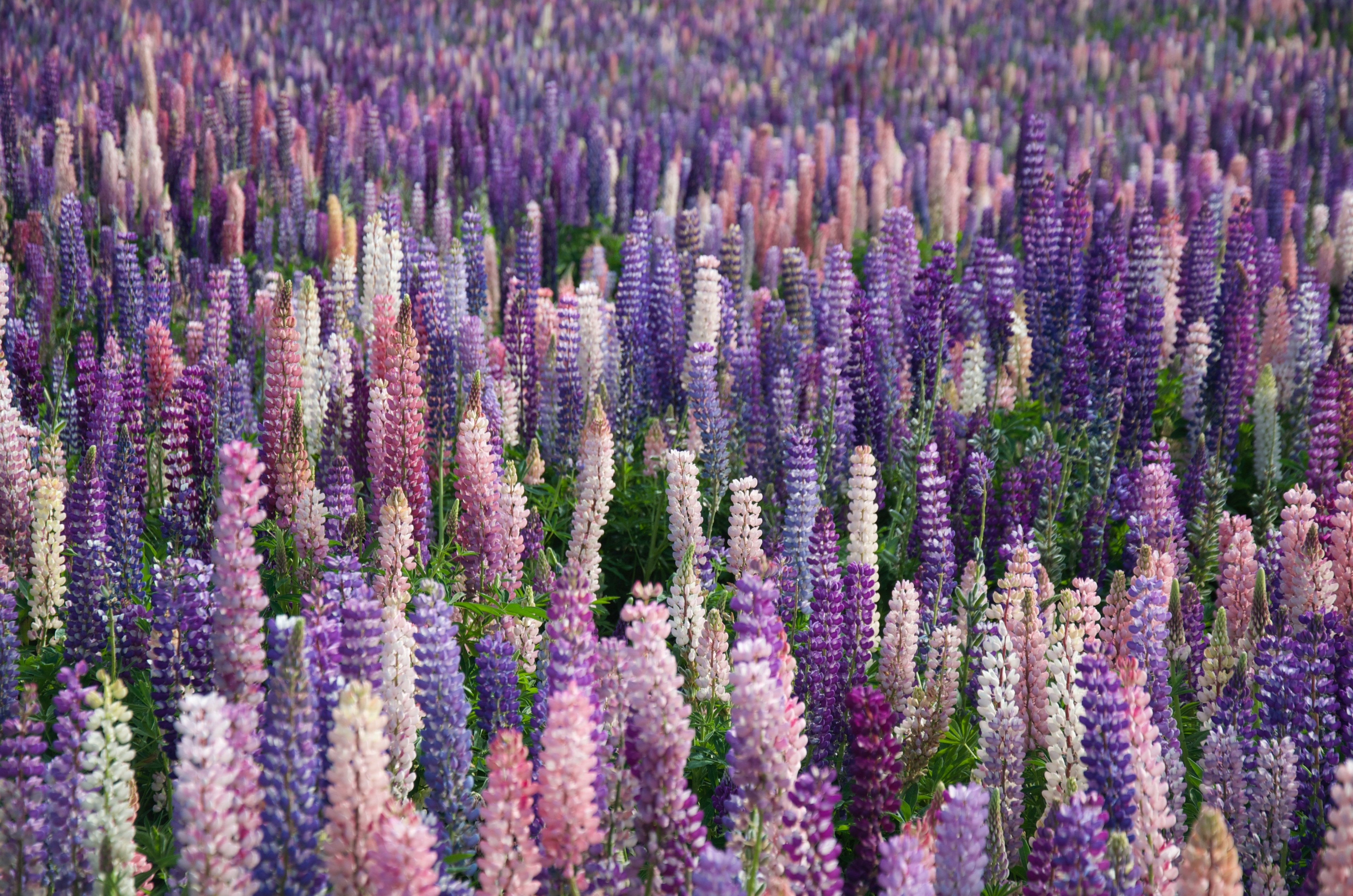 Lupine Flowers Iceland Wallpapers Wallpaper Cave