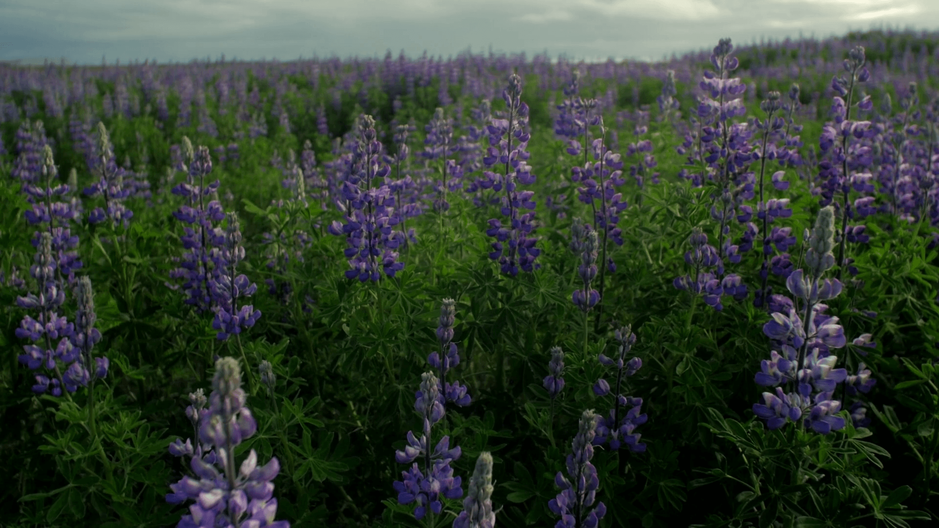 field of alaskan (nootka) lupine (Lupinus nootkatensis) plant