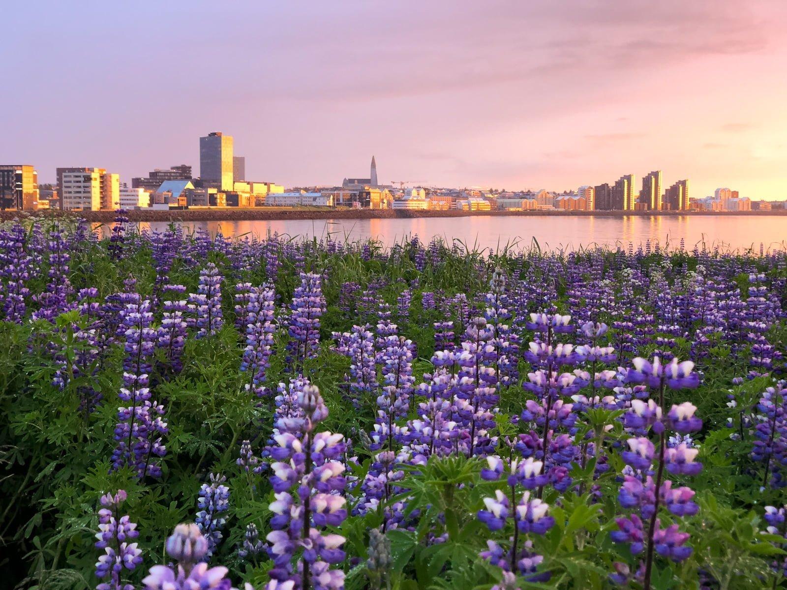 War Of The Nerds: Flower Power Or Flower Killer? Reykjavik