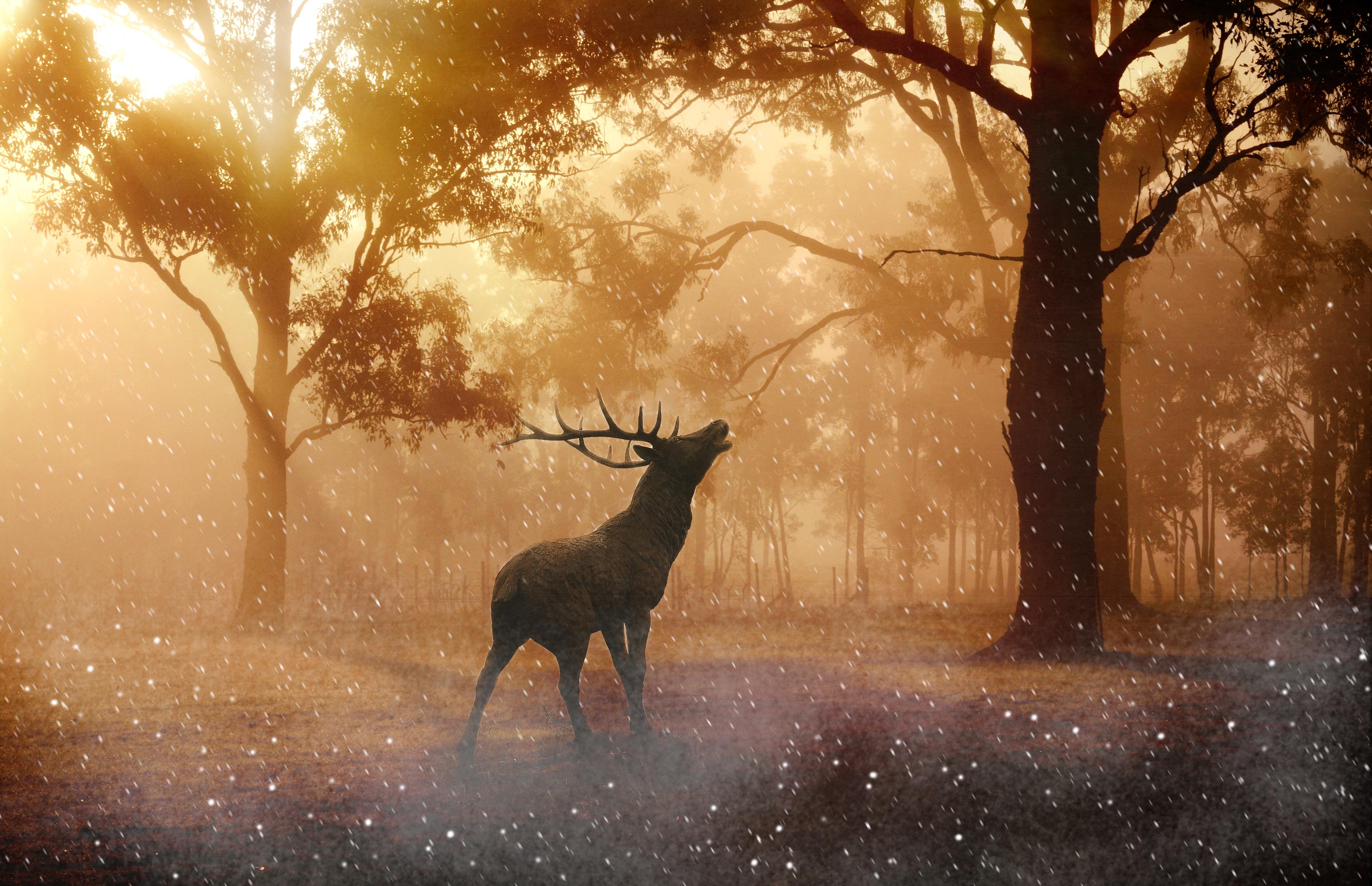 Wallpaper Red deer, Sun light, Forest, 4K, Animals