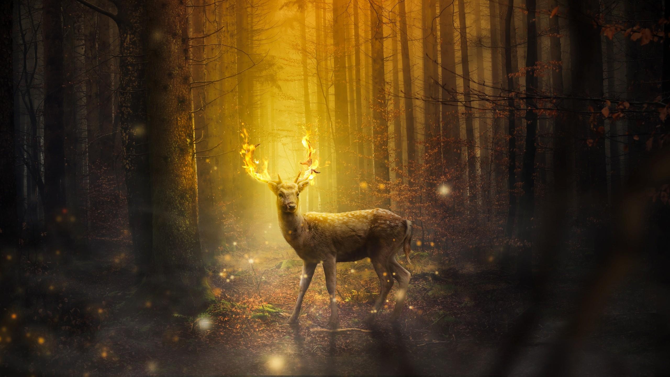 Download 2560x1440 Deer, Forest, Particles, Trees Wallpaper