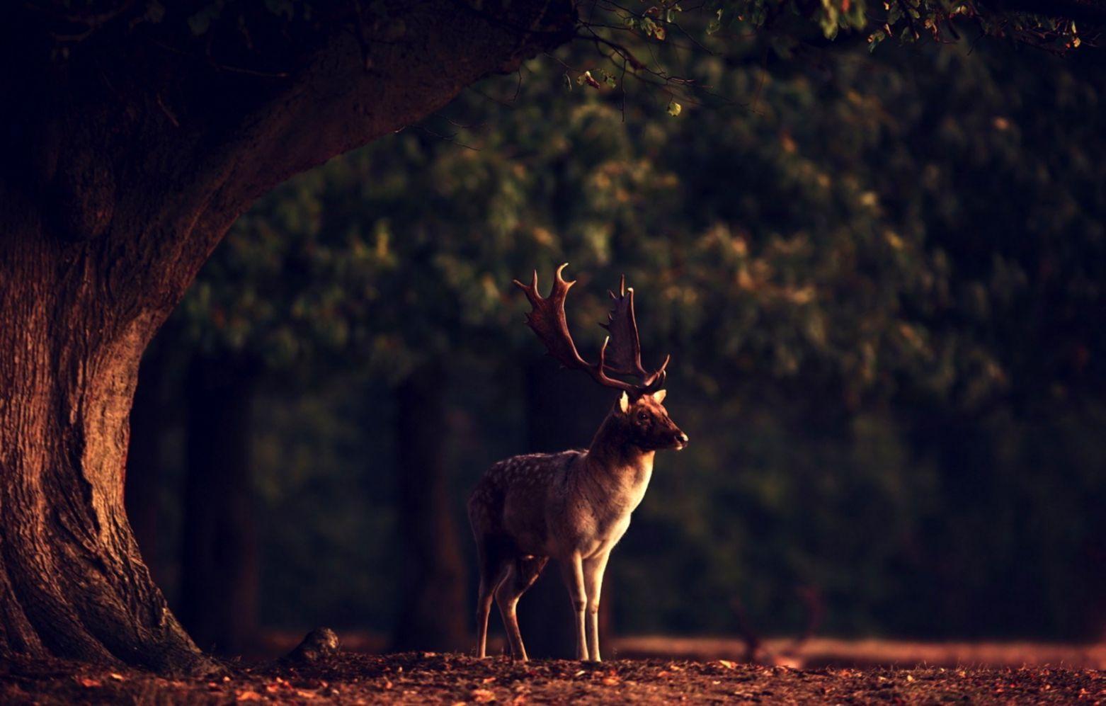 Deer Animal Nature Forest HD Wallpaper