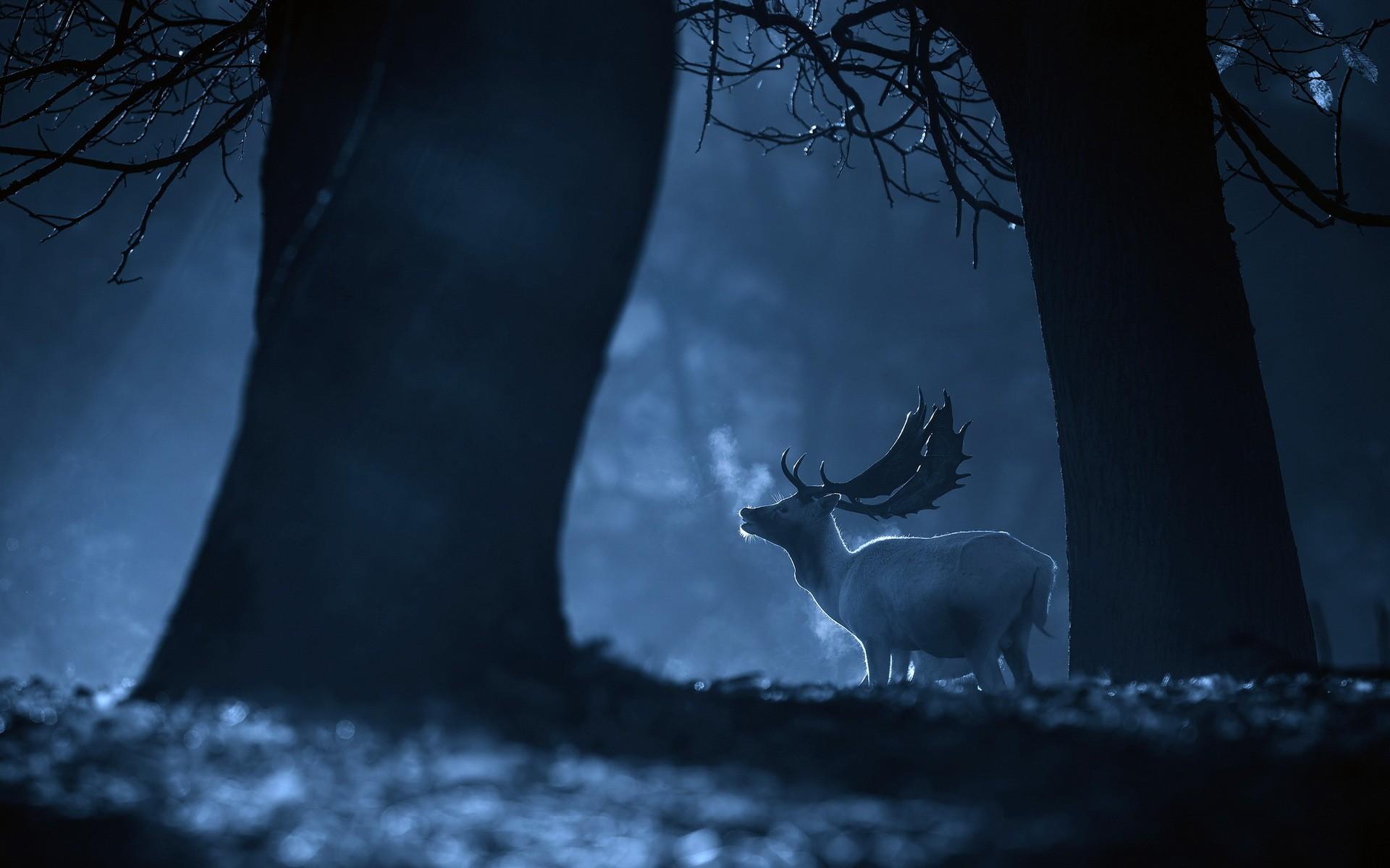 night, deer, forest wallpaper