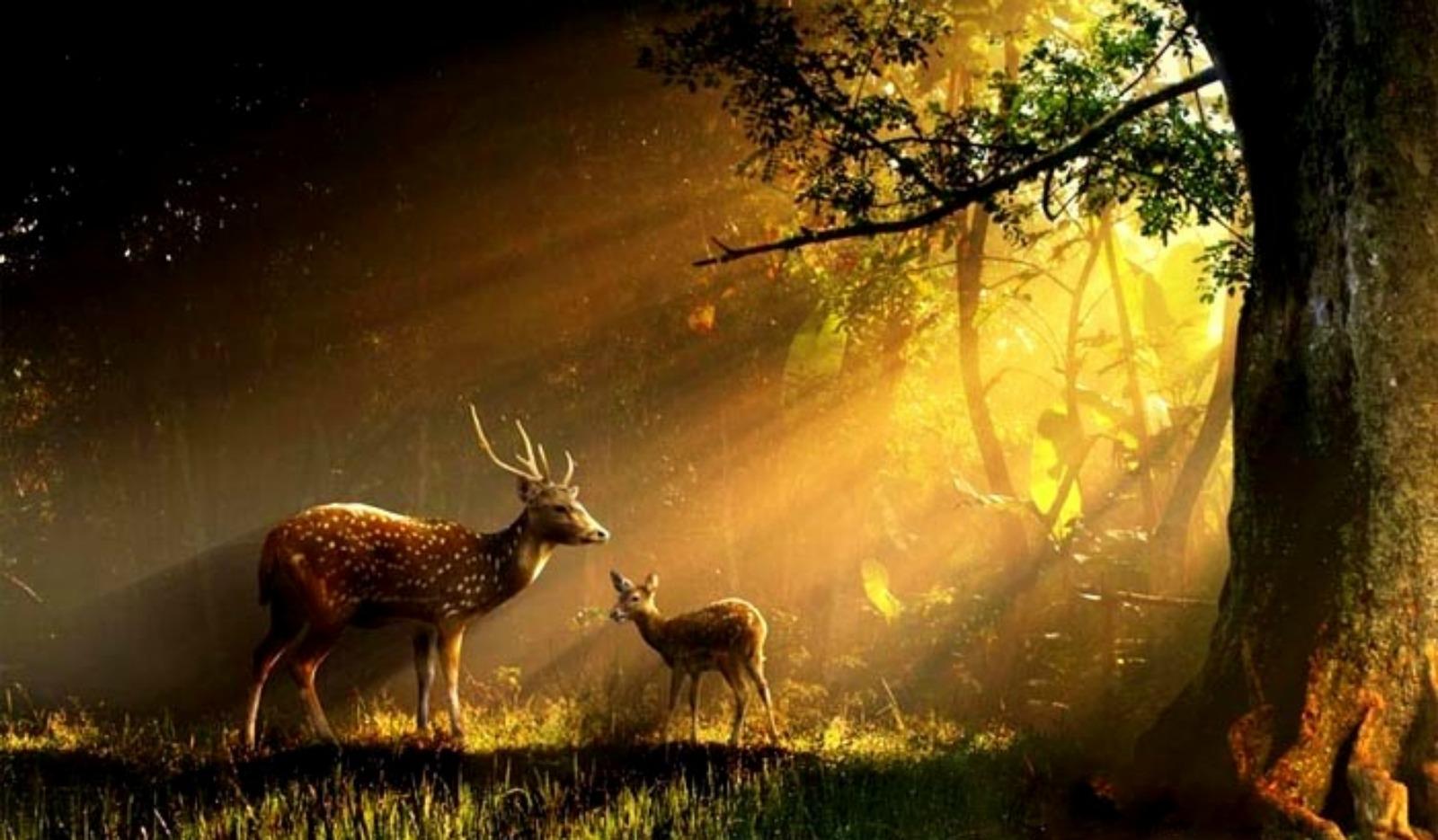 Download Rays Animals Buck Deer Doe Forest Grass Sun HD Wallpaper