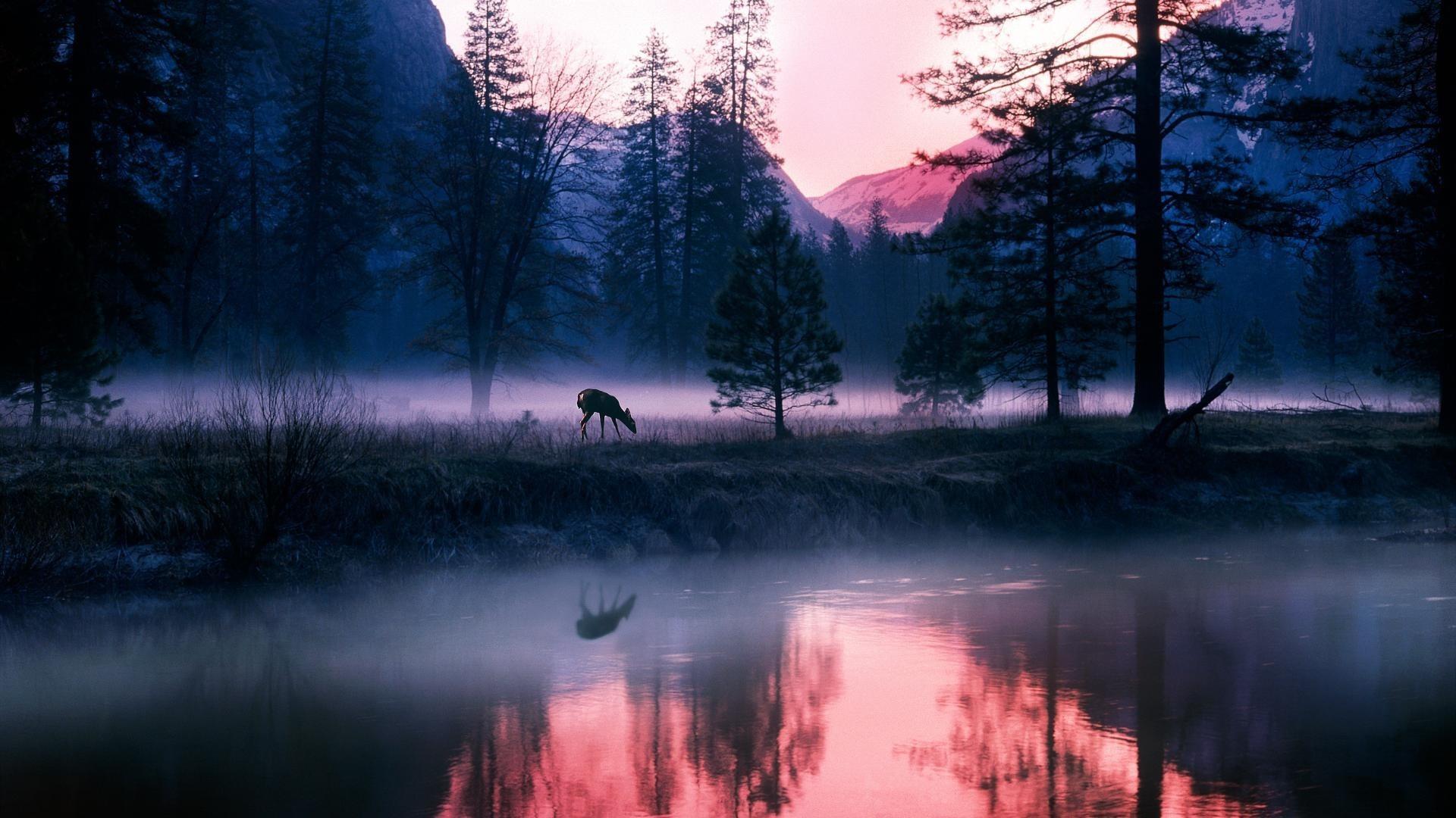 Wallpaper forest, deer, night, pond, fog, tree desktop wallpaper