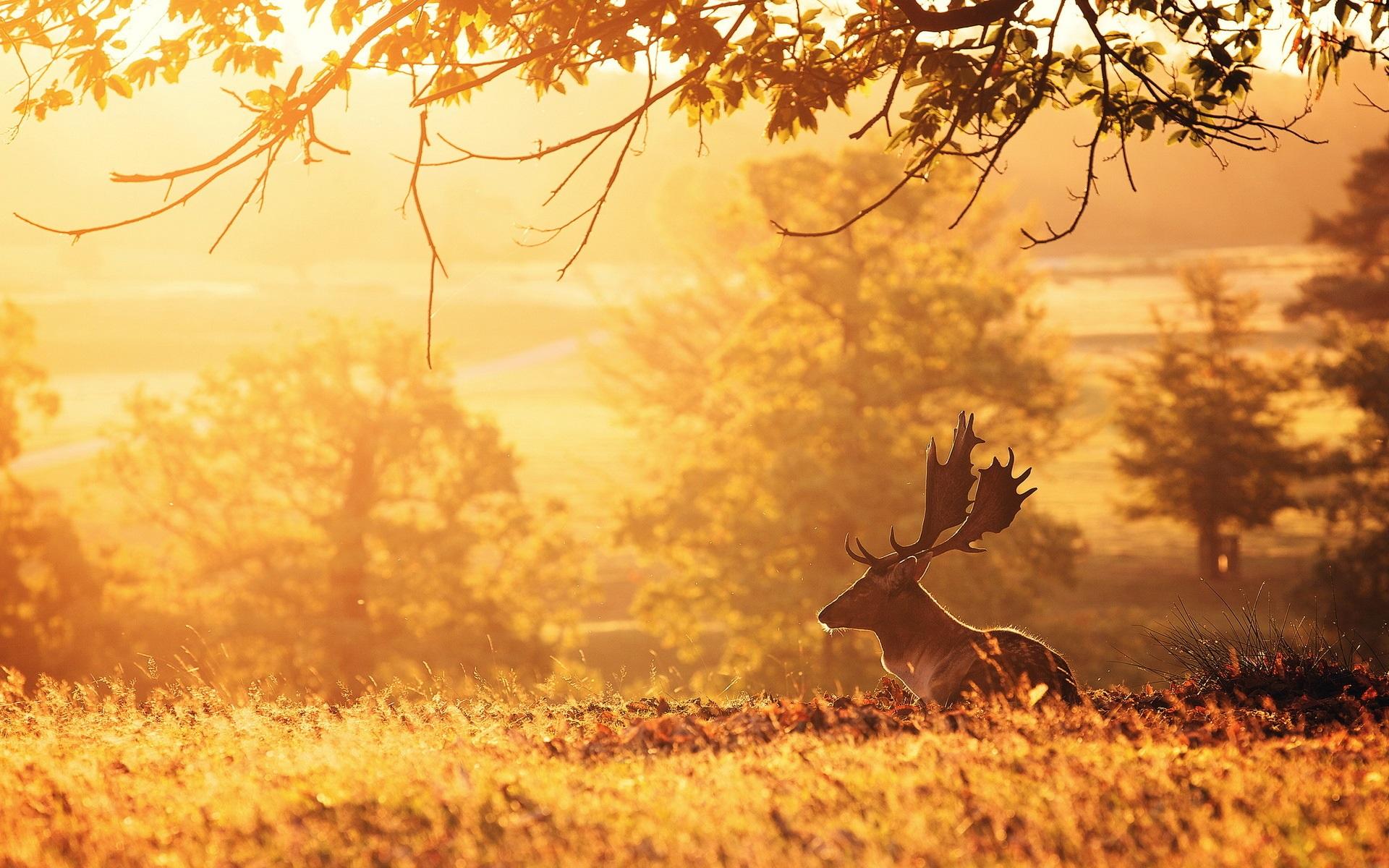 Wallpaper Deer, morning, trees, sun rays 1920x1200 HD Picture, Image