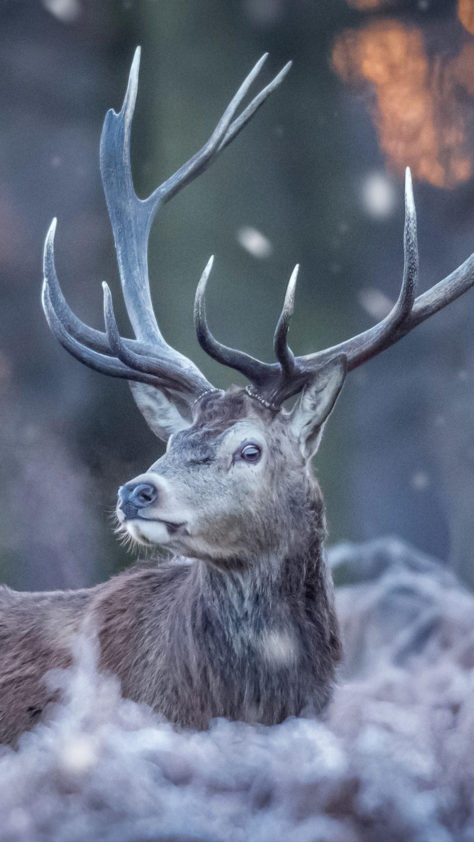 Download Deer Forest Winter Free Pure 4K Ultra HD Mobile Wallpaper