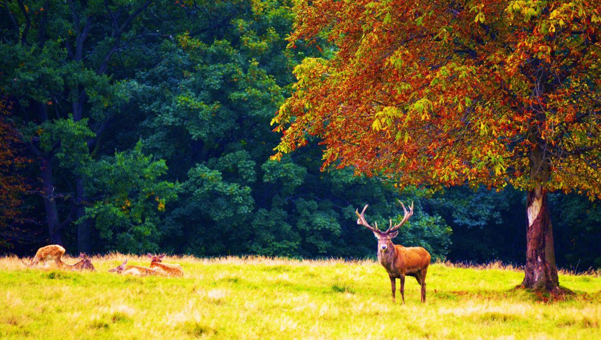 Forest trees nature landscape tree autumn deer wallpaperx2356