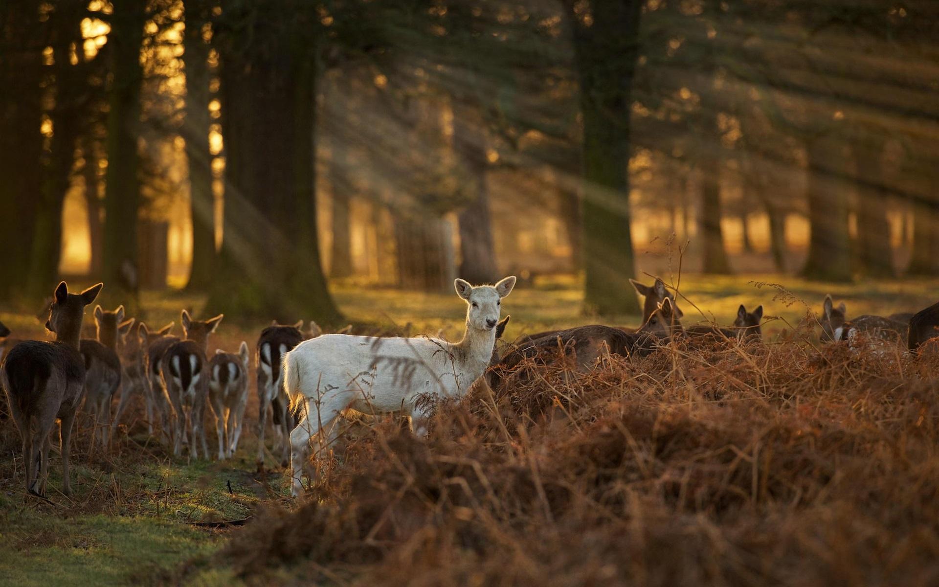 Wallpaper Sunlight, deer, forest 1920x1200 HD Picture, Image