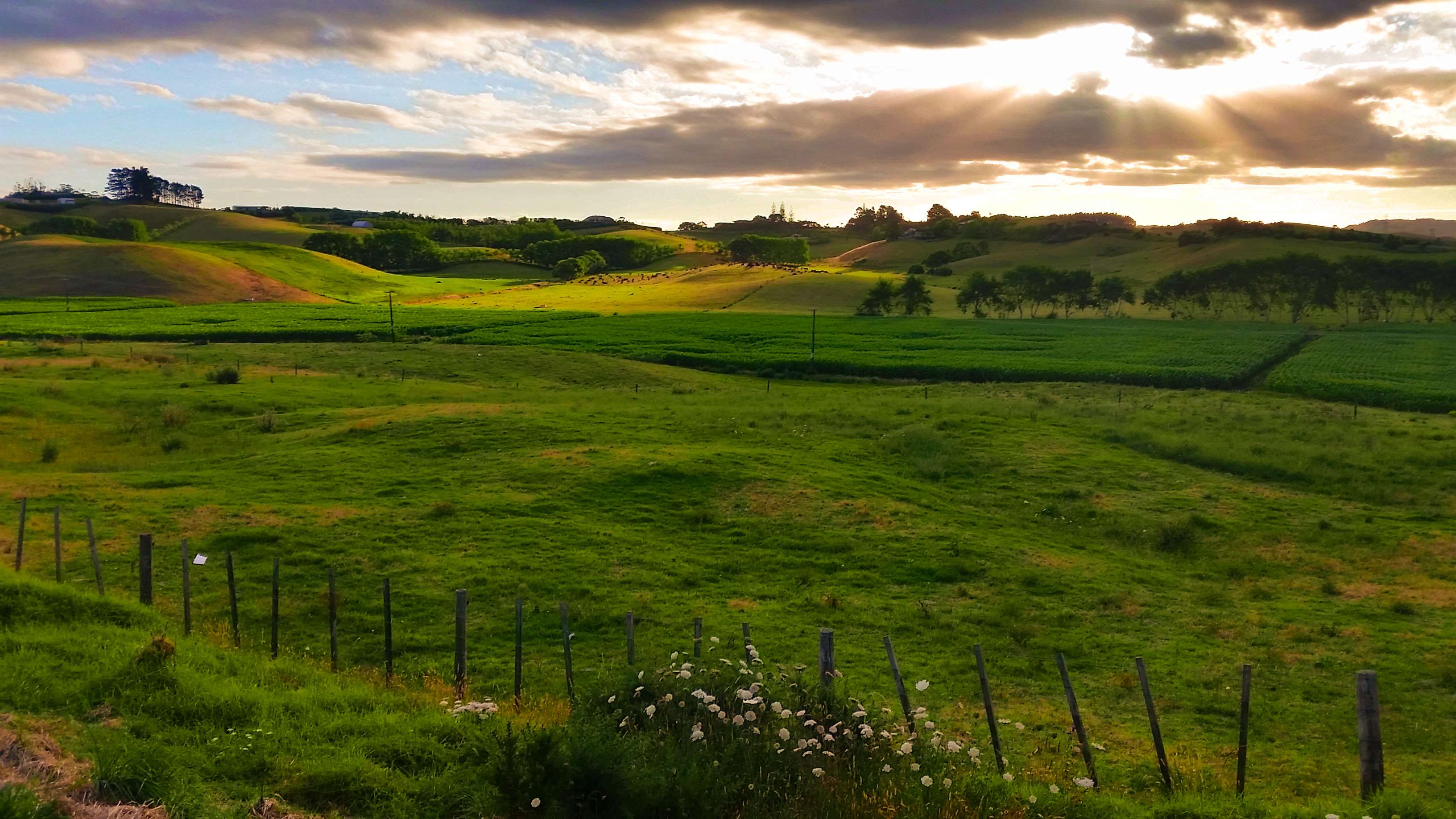 calm, clouds, dreamy, evening sun, farm, fence, gold, grass
