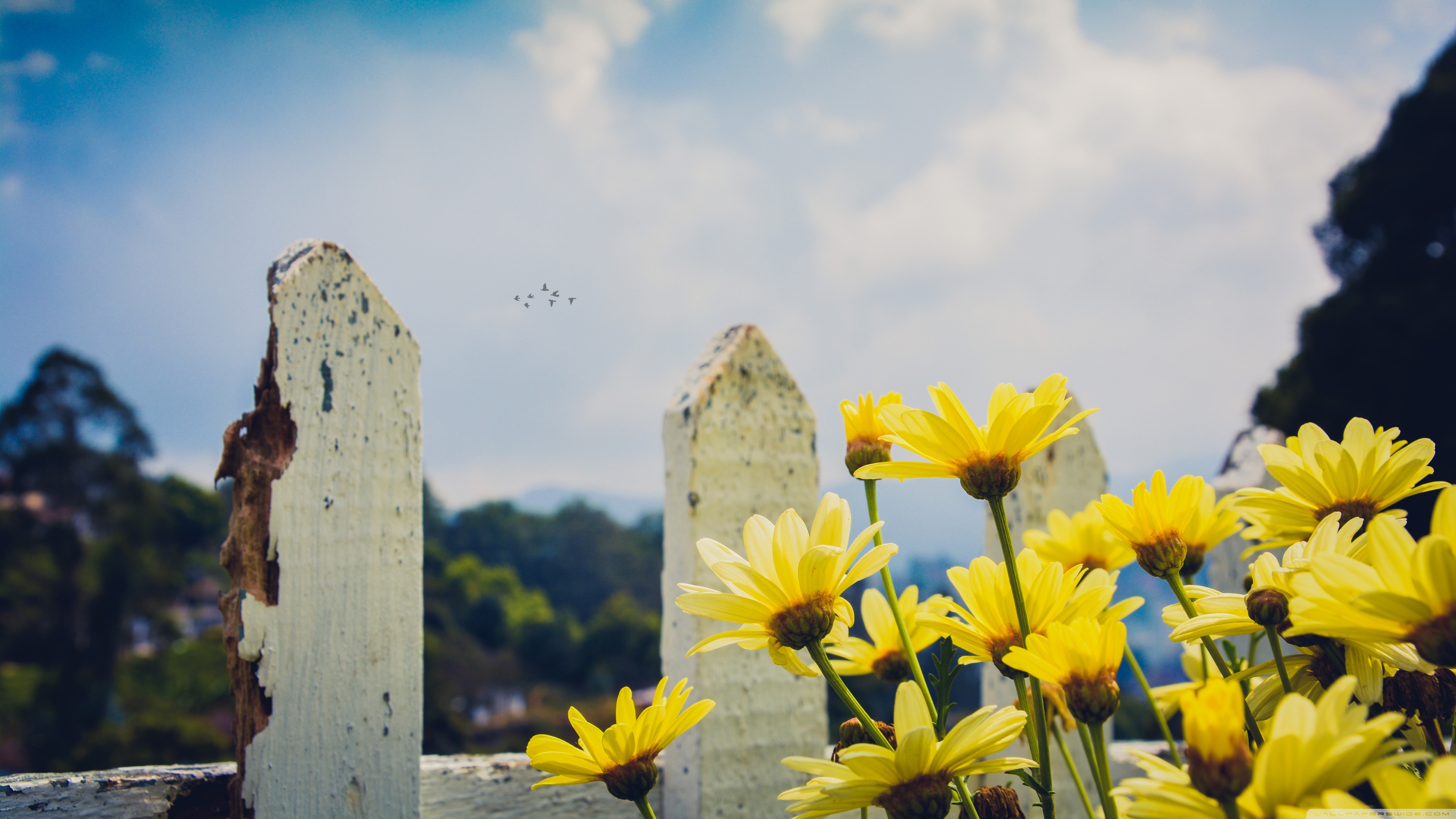 Yellow Daisies Flowers, Fence ❤ 4K HD Desktop Wallpaper for 4K