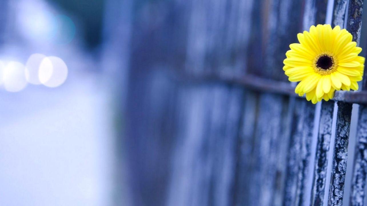 Yellow Flowers Fence Bokeh HD Wallpaper