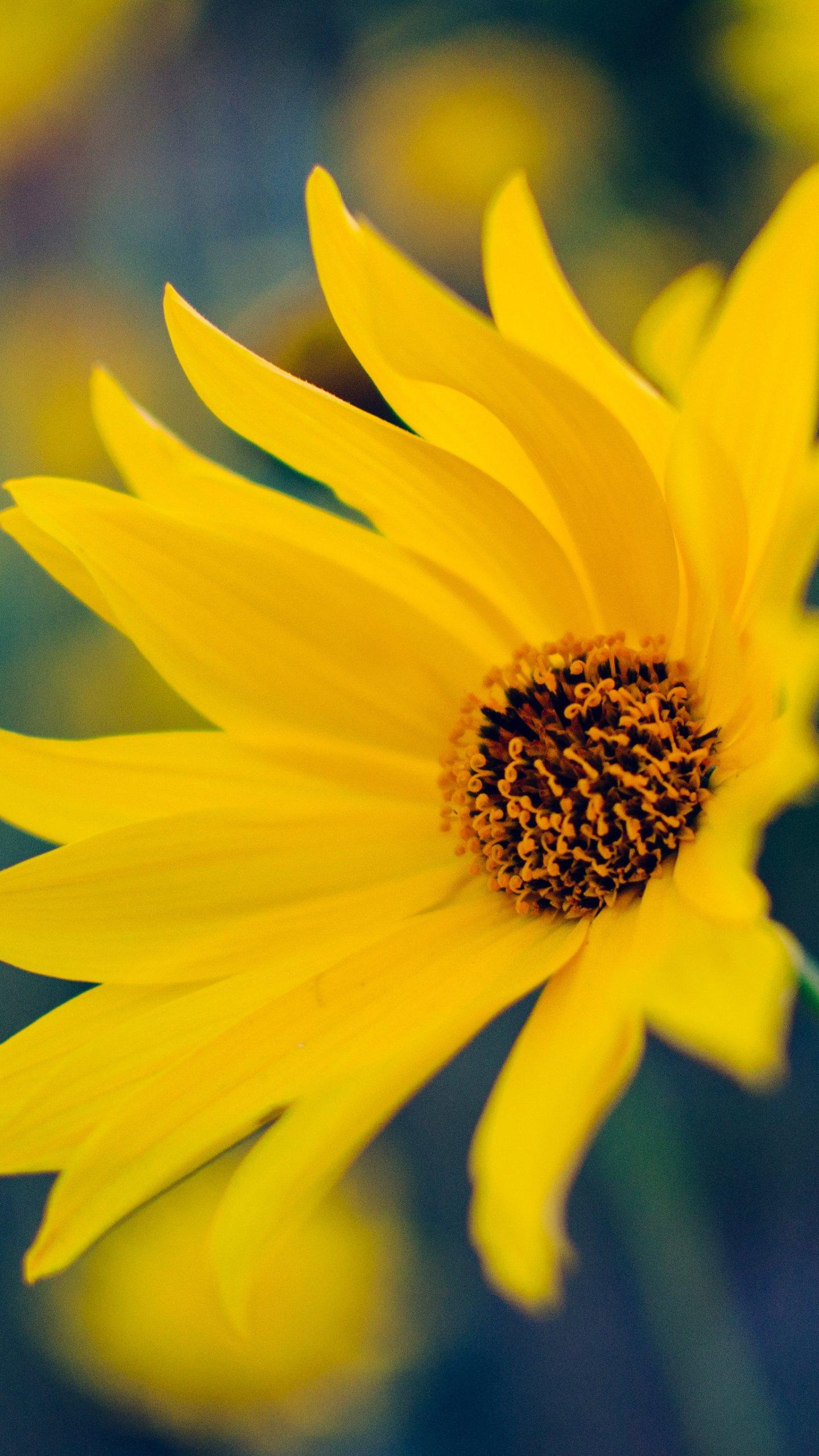 Yellow Flower Wallpapers