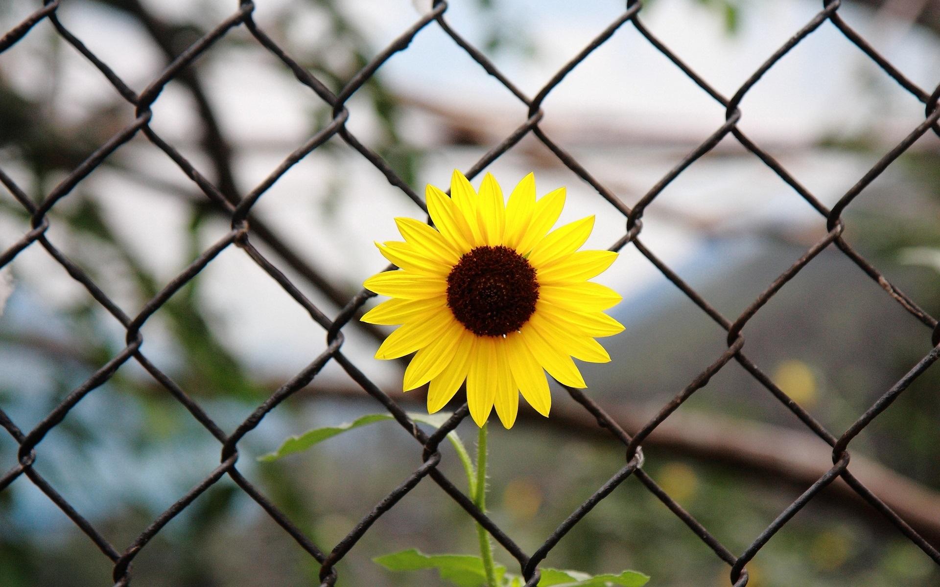 Wallpaper Yellow flower, iron fence 1920x1200 HD Picture, Image