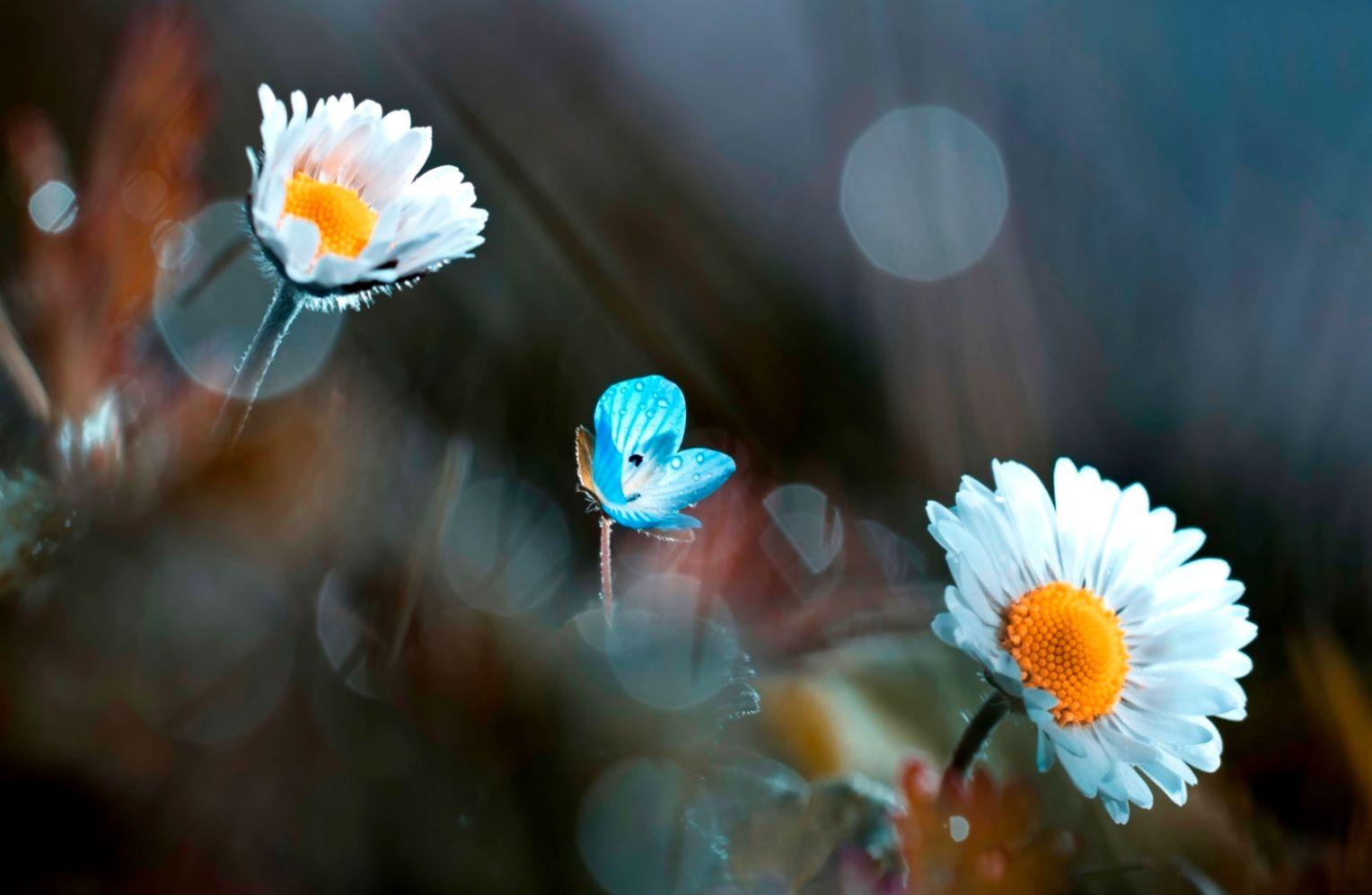 Macro Flower Daisy Bokeh HD Wallpaper