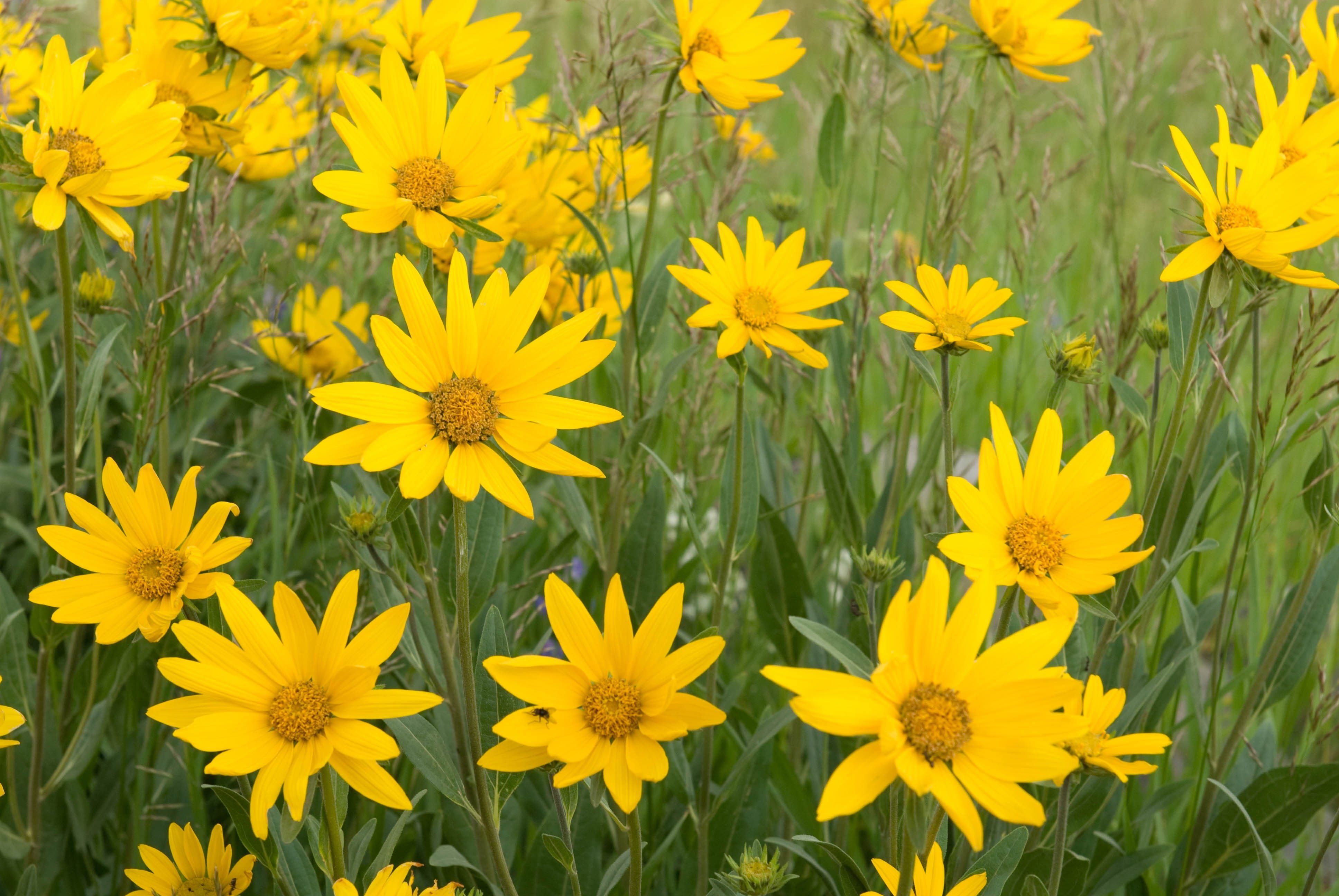 yellow daisy flower field free image