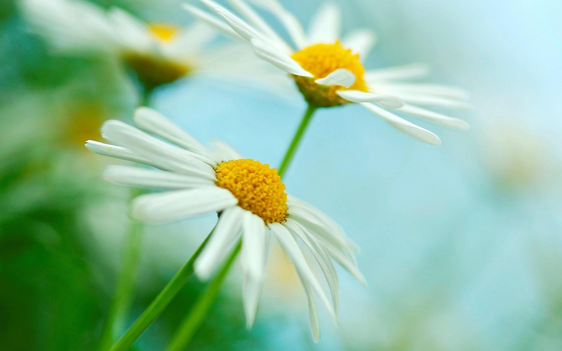 Wallpaper Two white daisies flowers, green blur background 1920x1200