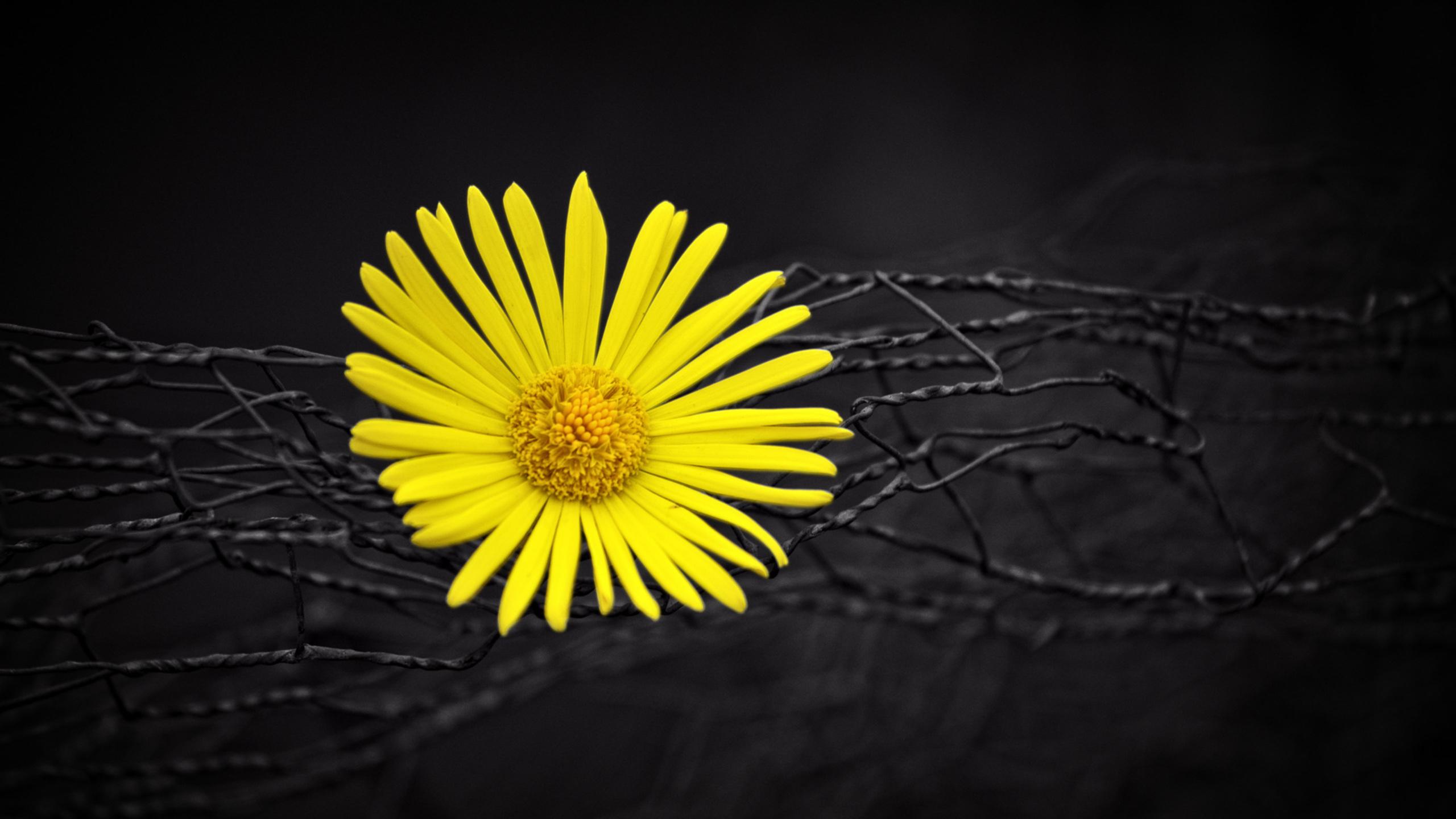 Yellow Flower Fence Dark Black Background 1440P Resolution