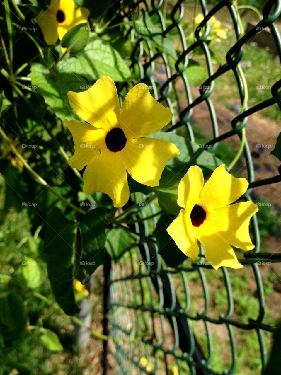 Foap.com: Yellow daisy style vine climbing chain link fence. stock