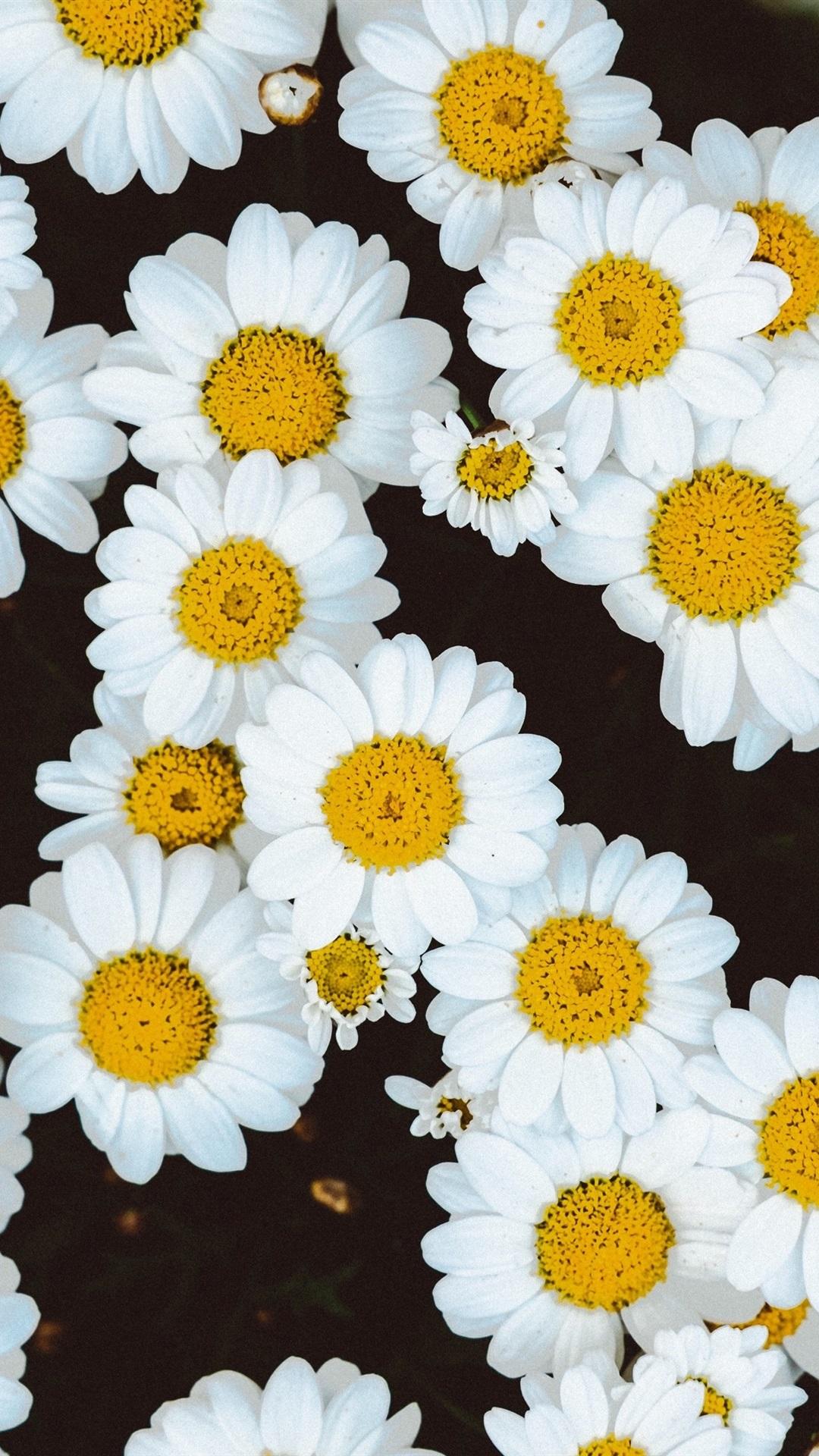White Daisies Flowers Background 1080x1920 IPhone 8 7 6 6S Plus