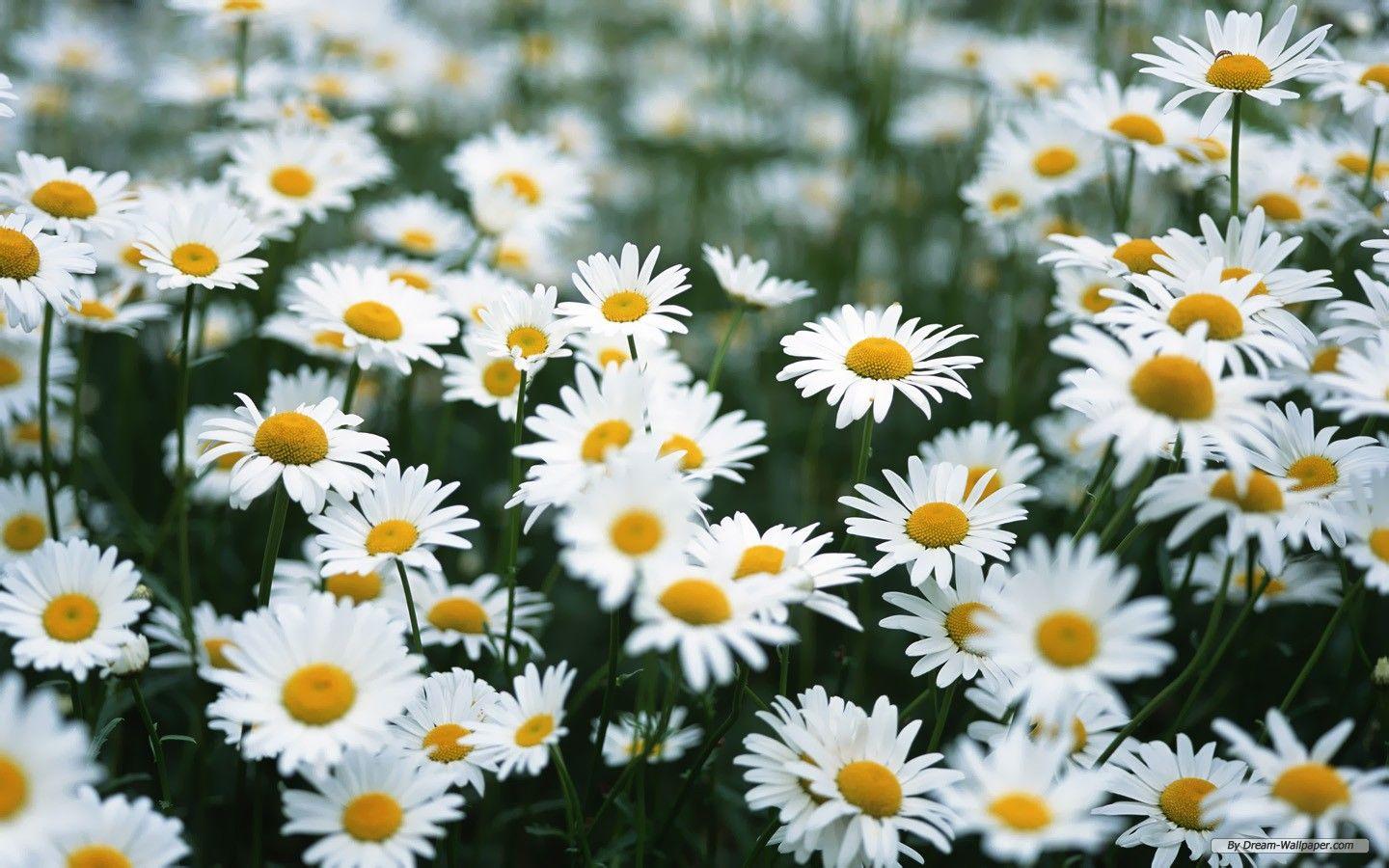 Free Download Daisy Flower HD Wallpaper. inspiration. Daisy flower