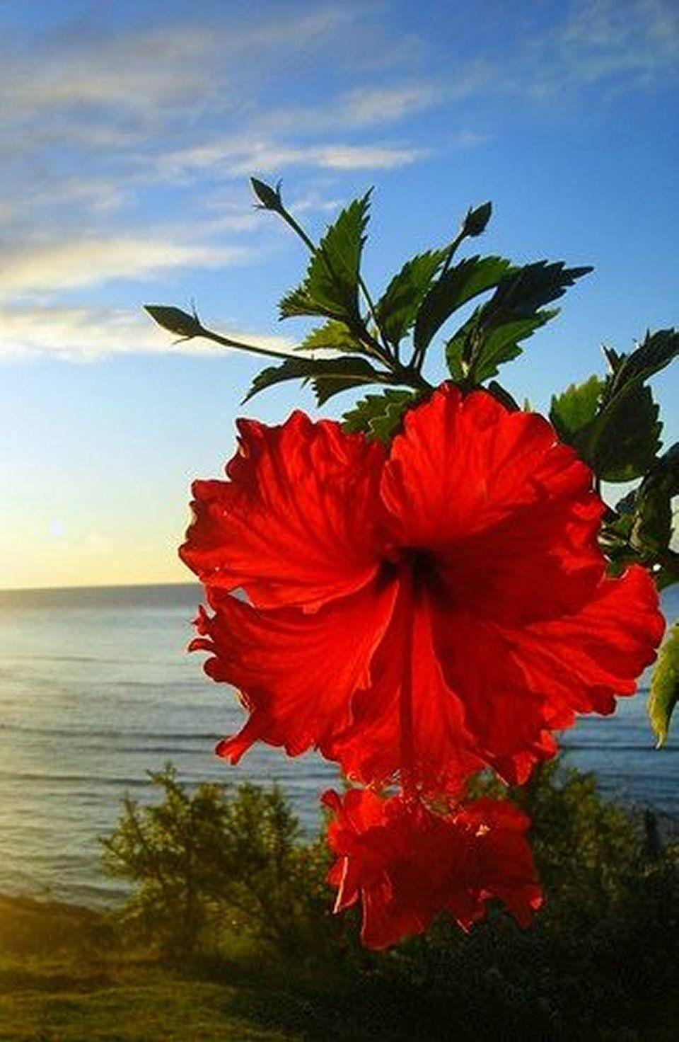 Hawaii Flowers. Hibiscus flowers