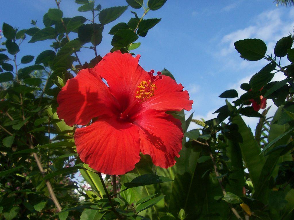 Hibiscus, or Bunga Pucuk Merah. Mari bertanam. Flowers, Plant