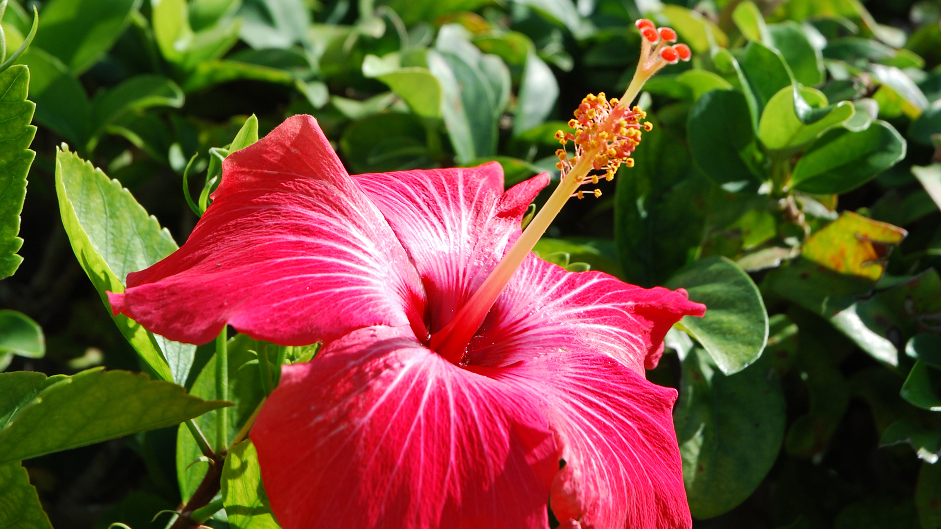 Hibiscus. San Diego Zoo Animals & Plants
