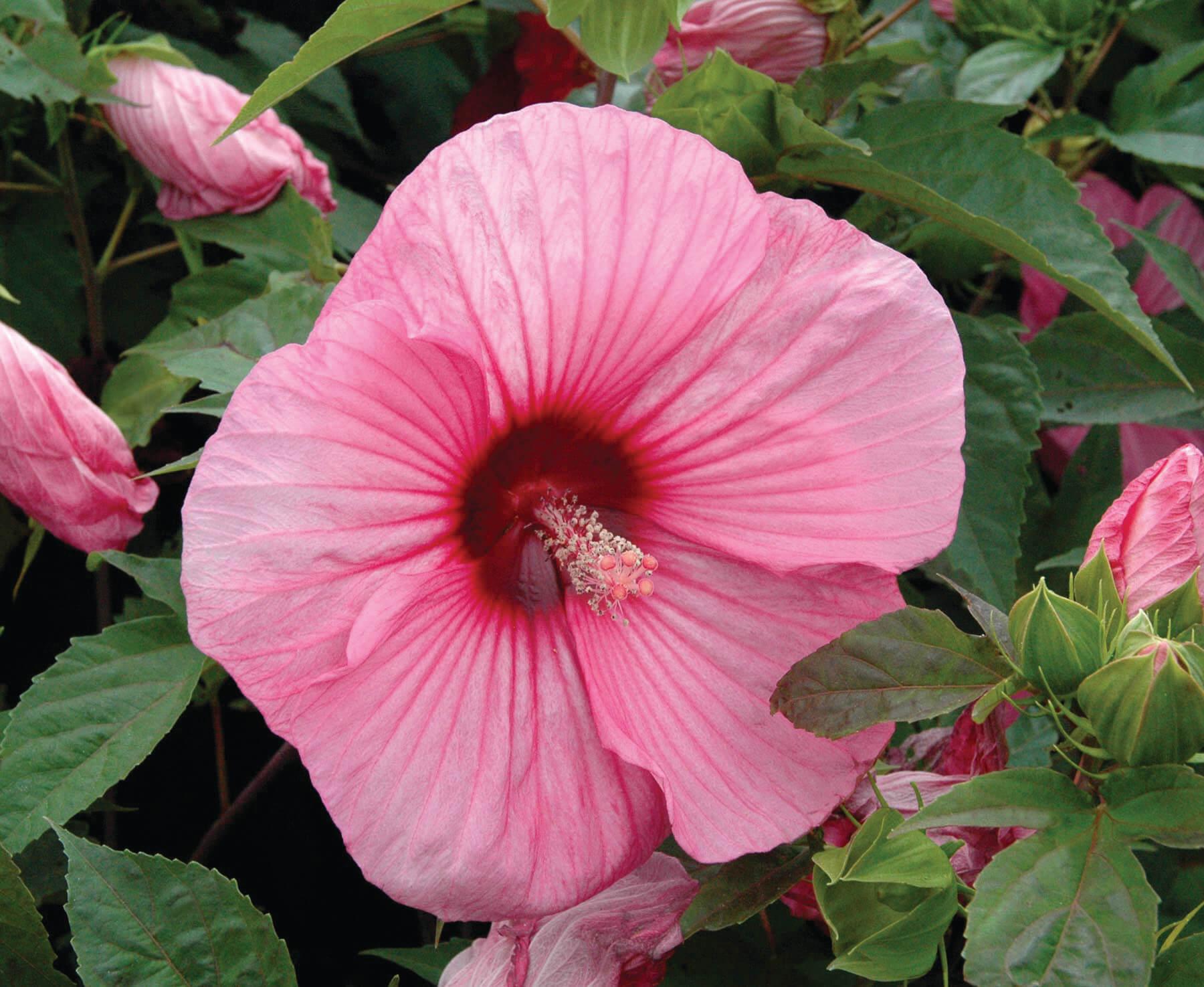 Rose Mallow 'Brandy Punch:' Pink Hibiscus Flower. Rozanne™