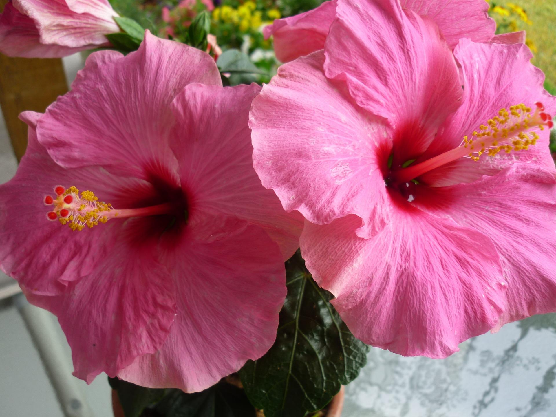 Edible Flowers for Beauty, Food and Medicine