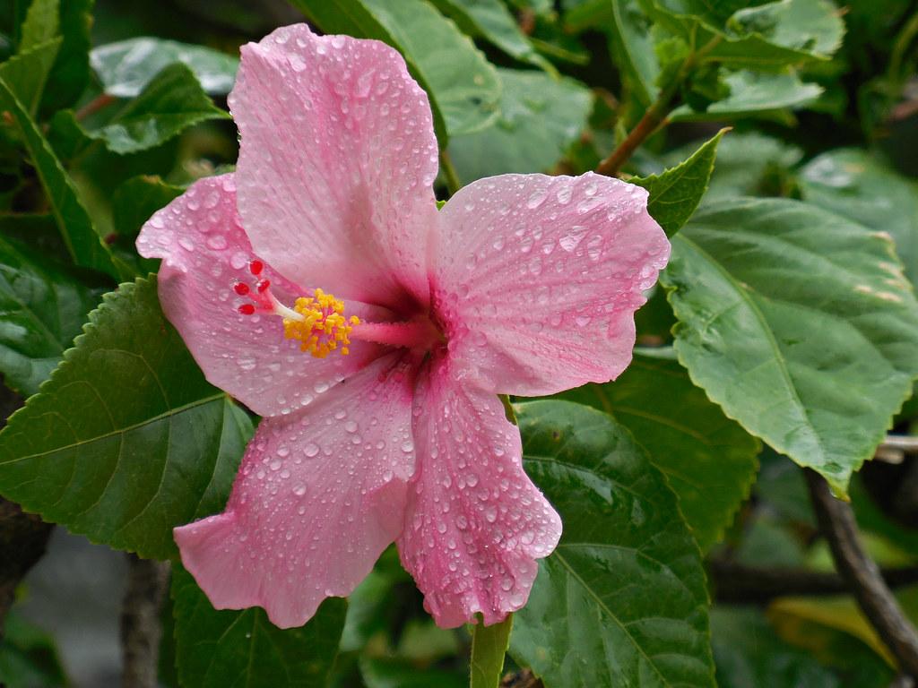 The World's newest photo of hawaiian and hibiscus Hive Mind