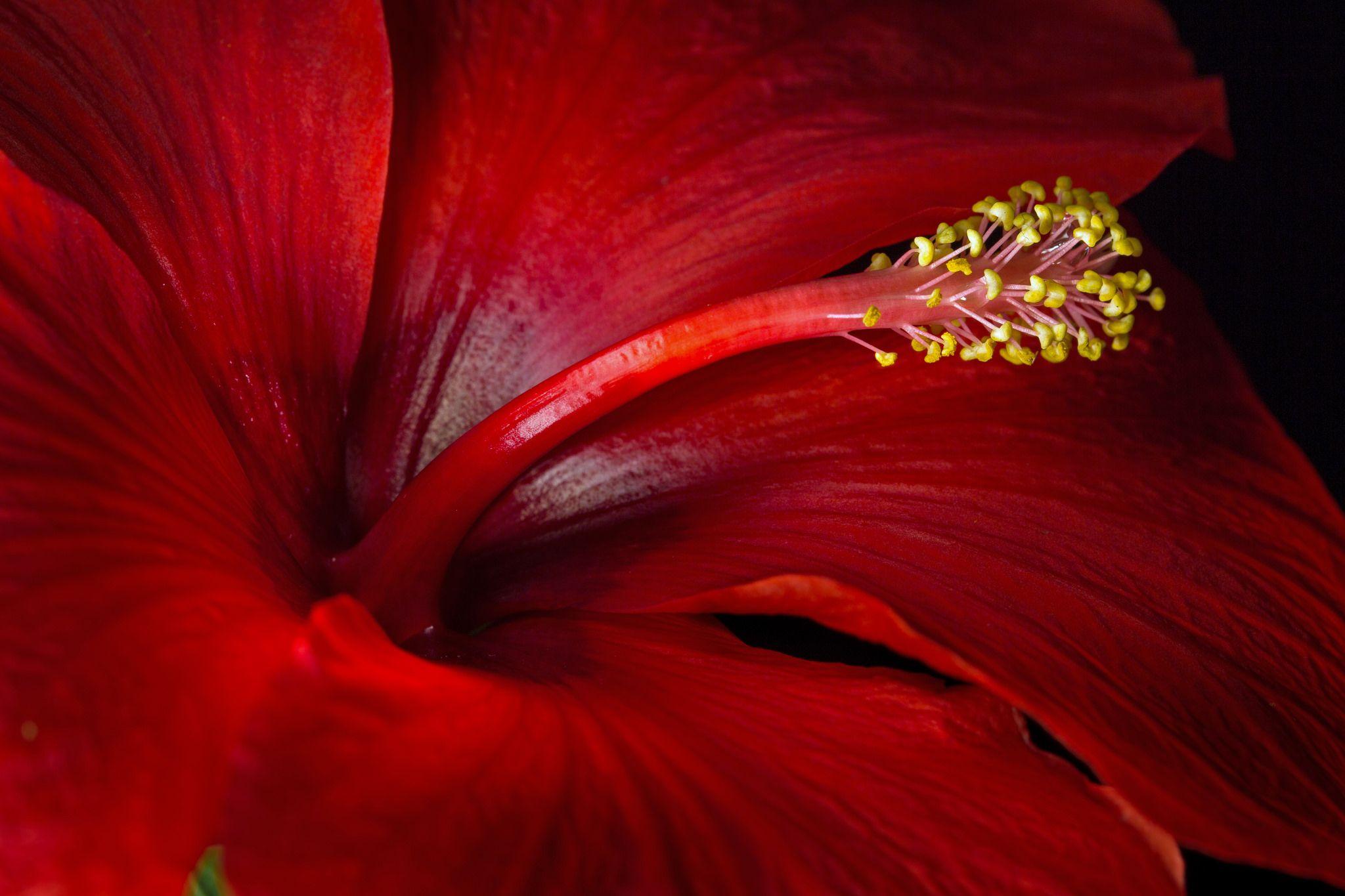 Hibiscus