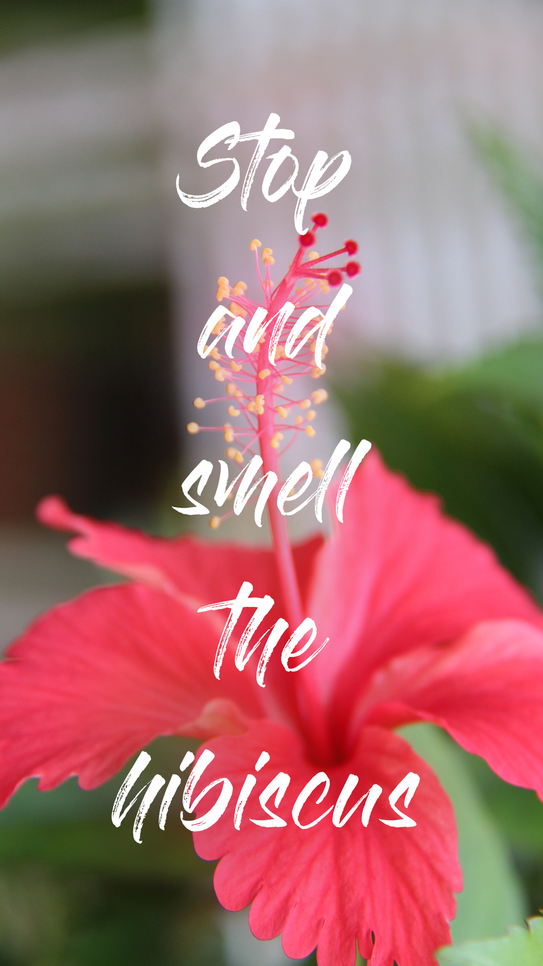 Stop and Smell the Hibiscus