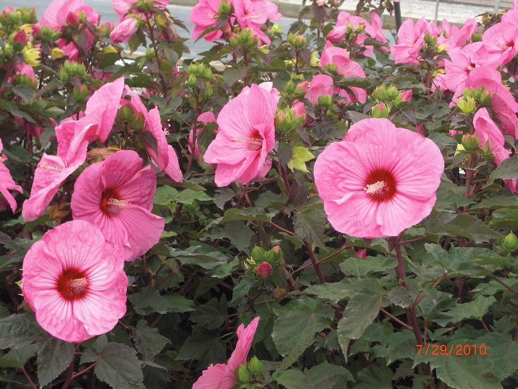 Hibiscus Brandy Punch