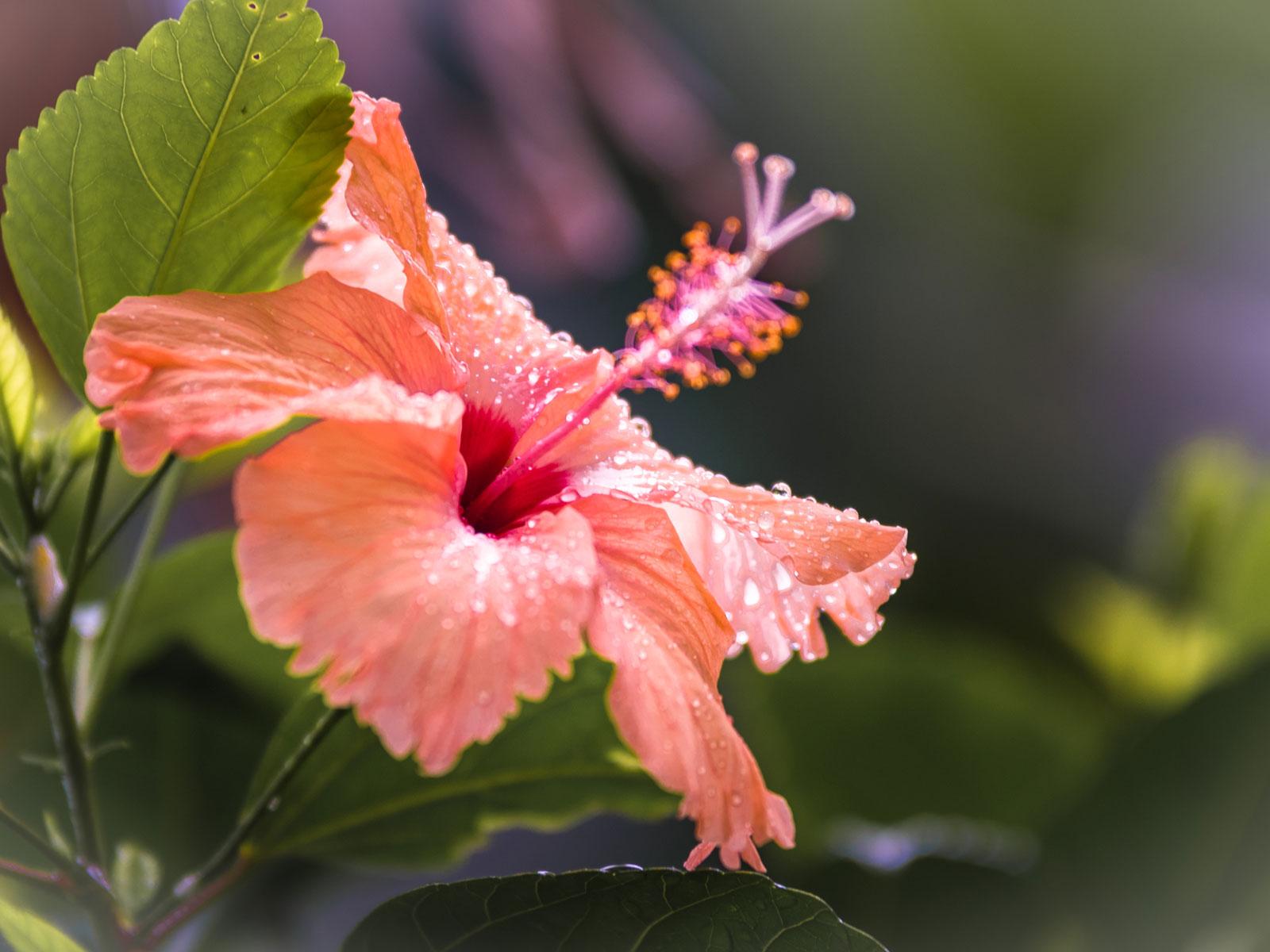 How to Cook with Edible Flowers. Food & Wine