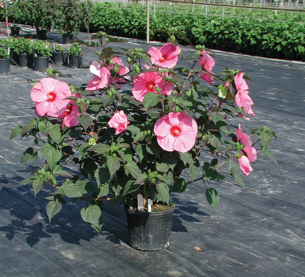 Rose Mallow 'Brandy Punch:' Pink Hibiscus Flower. Rozanne™