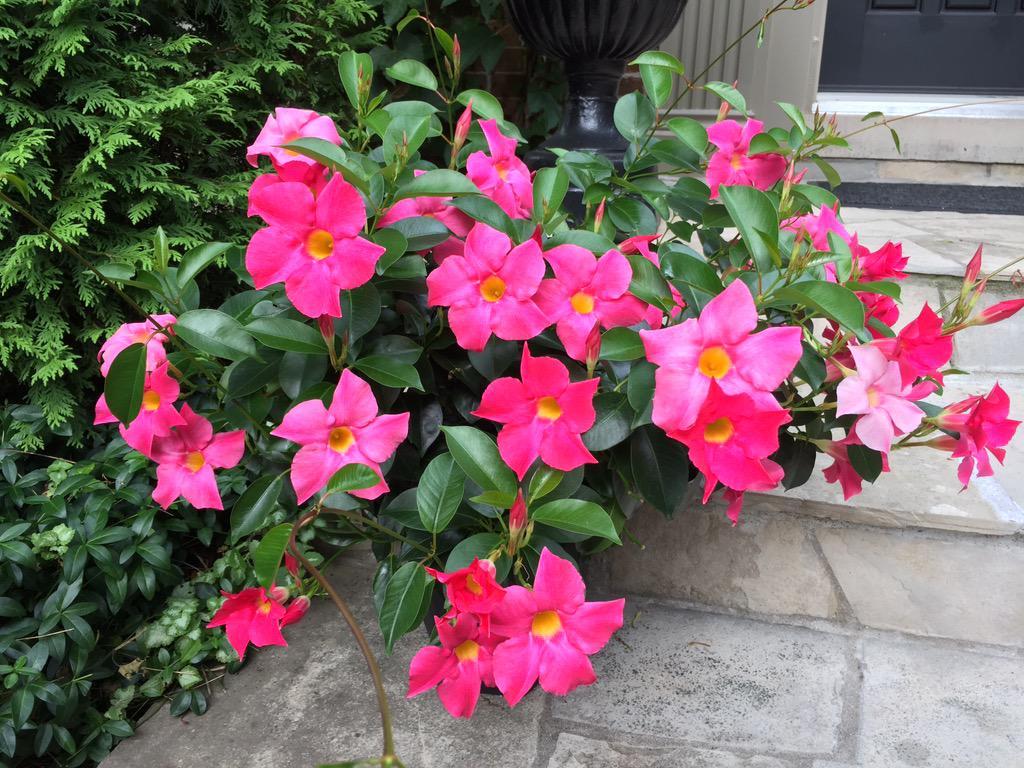 Fernlea Flowers hot spell and Rio dipladenias