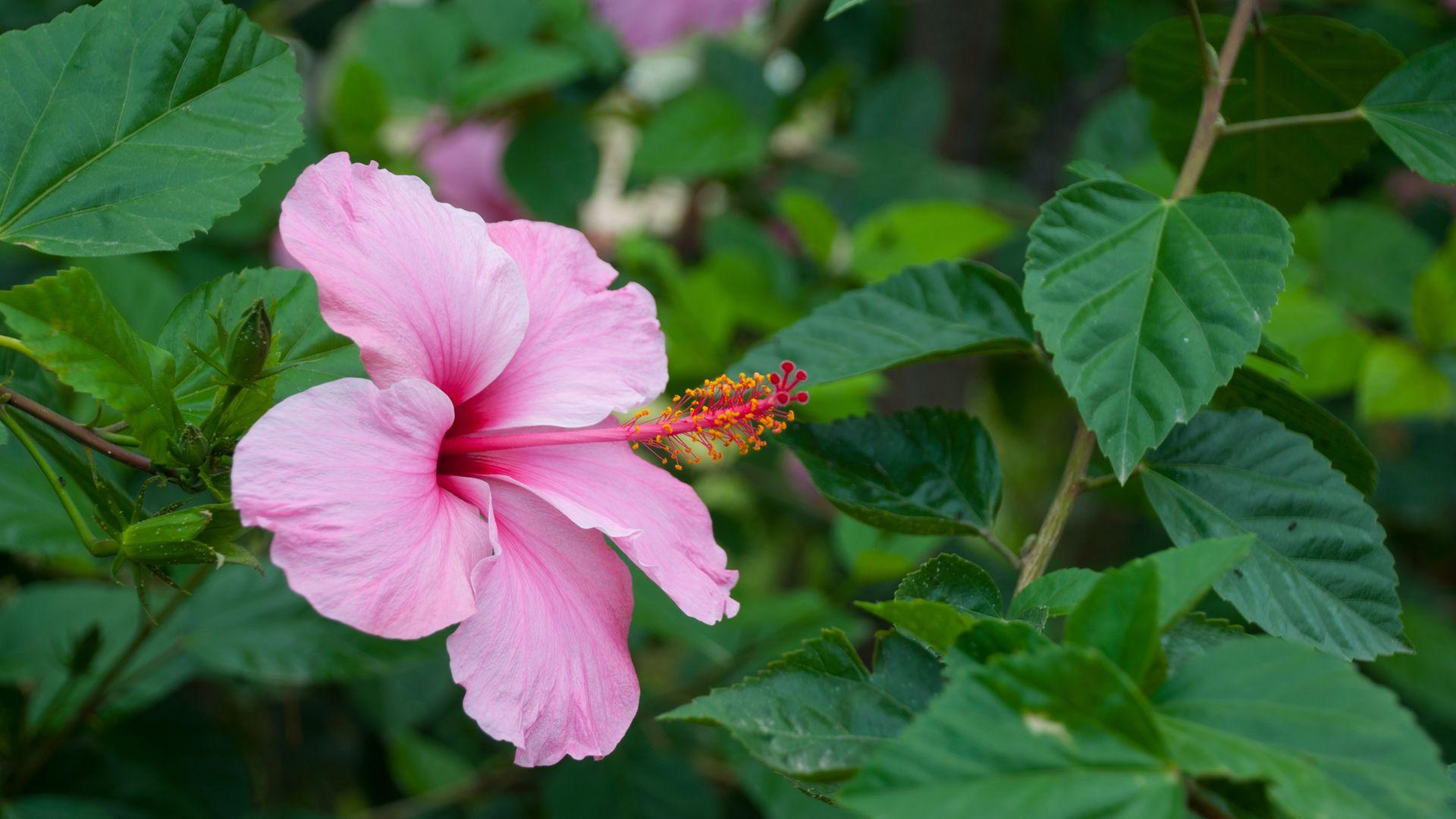 Do You Know Whether or Not These House Plants Are Safe for Your