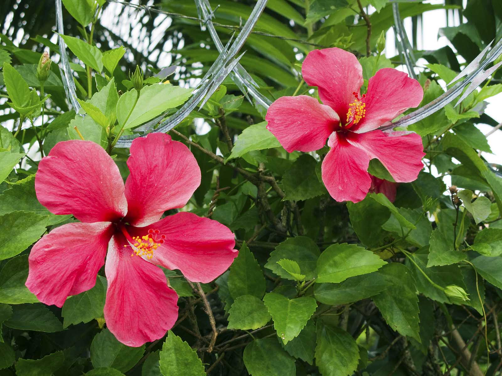 hibiscus. Madang Bilong Mi